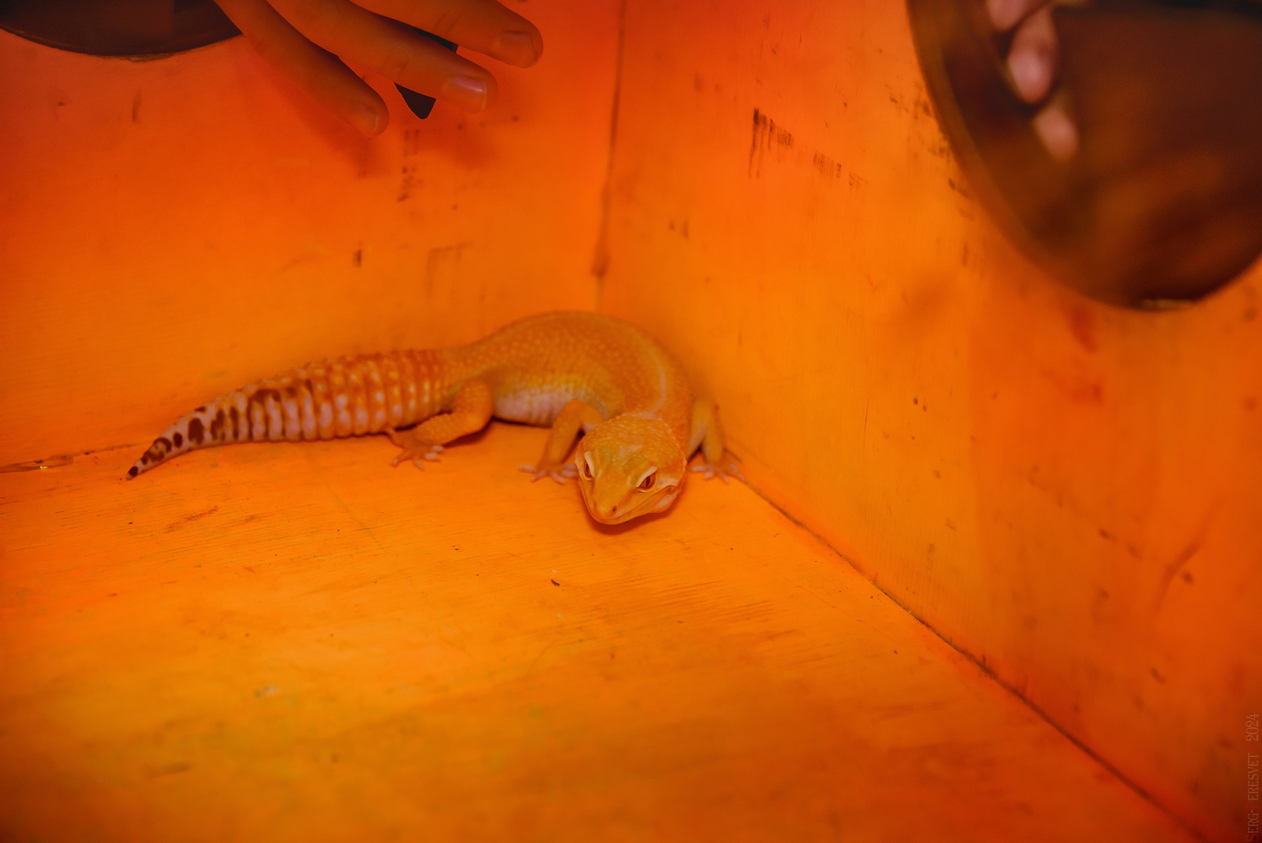 Треш-коробка. Ваш фотограф на праздник в Москве, Раменском, Жуковском, Люберцах