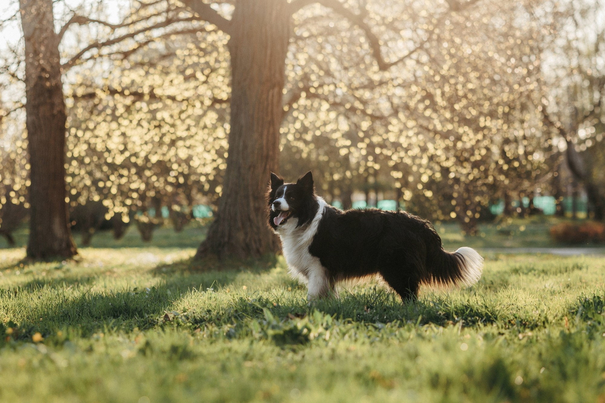 Аня и Иден. Фотограф-анималист Елена Радченко, Москва