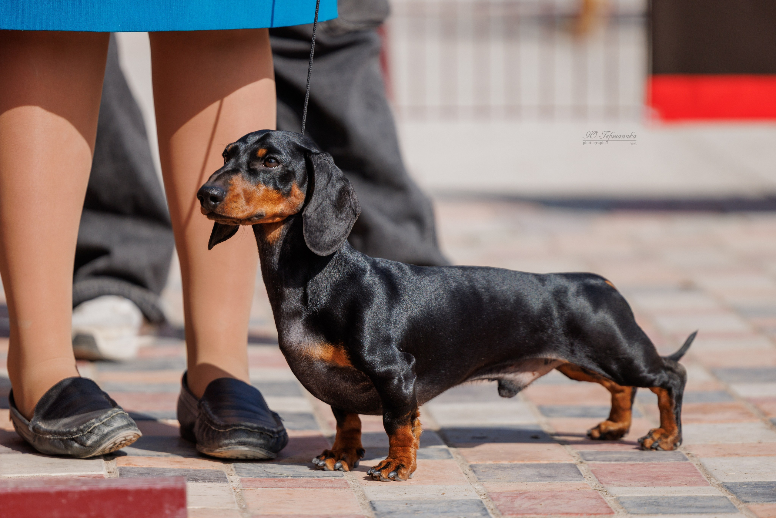 Ташкент 3хCACIB 3-5.10.2025. Фотограф-анималист Юлия Германика