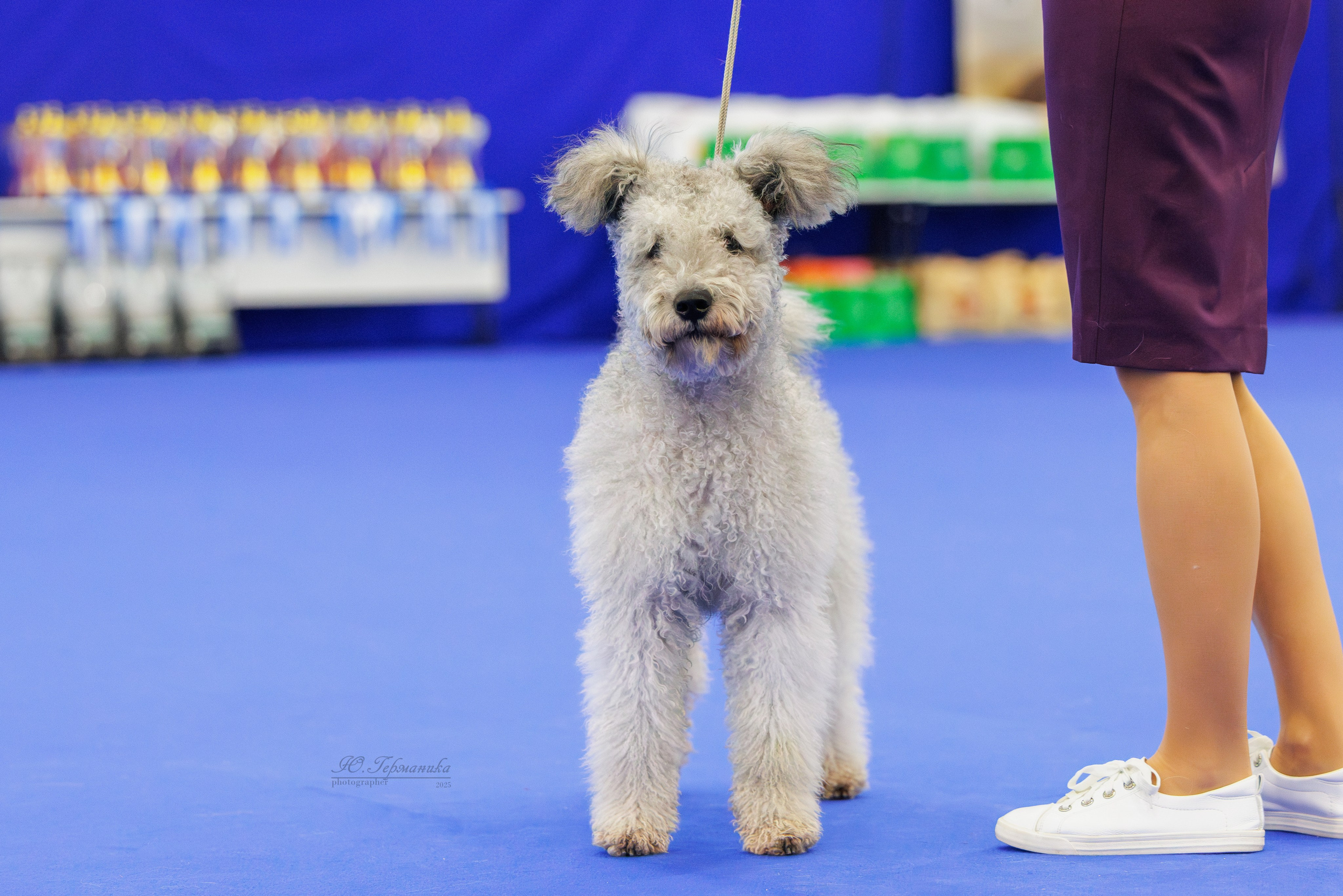 Питер 12-13.12.2025. Фотограф-анималист Юлия Германика