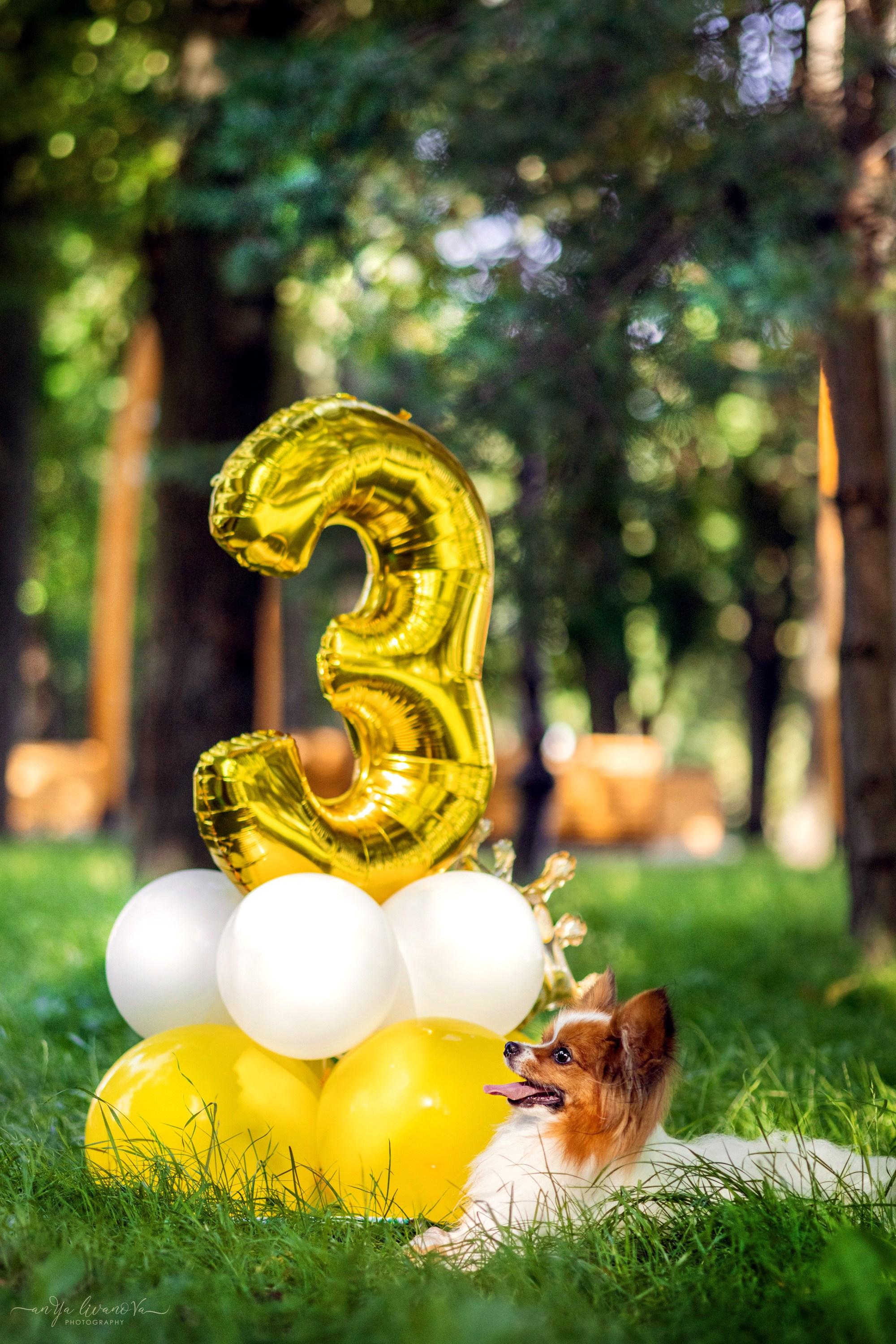 Царёчик 3 года. Фотограф анималист Аня Ливанова | Рыбинск