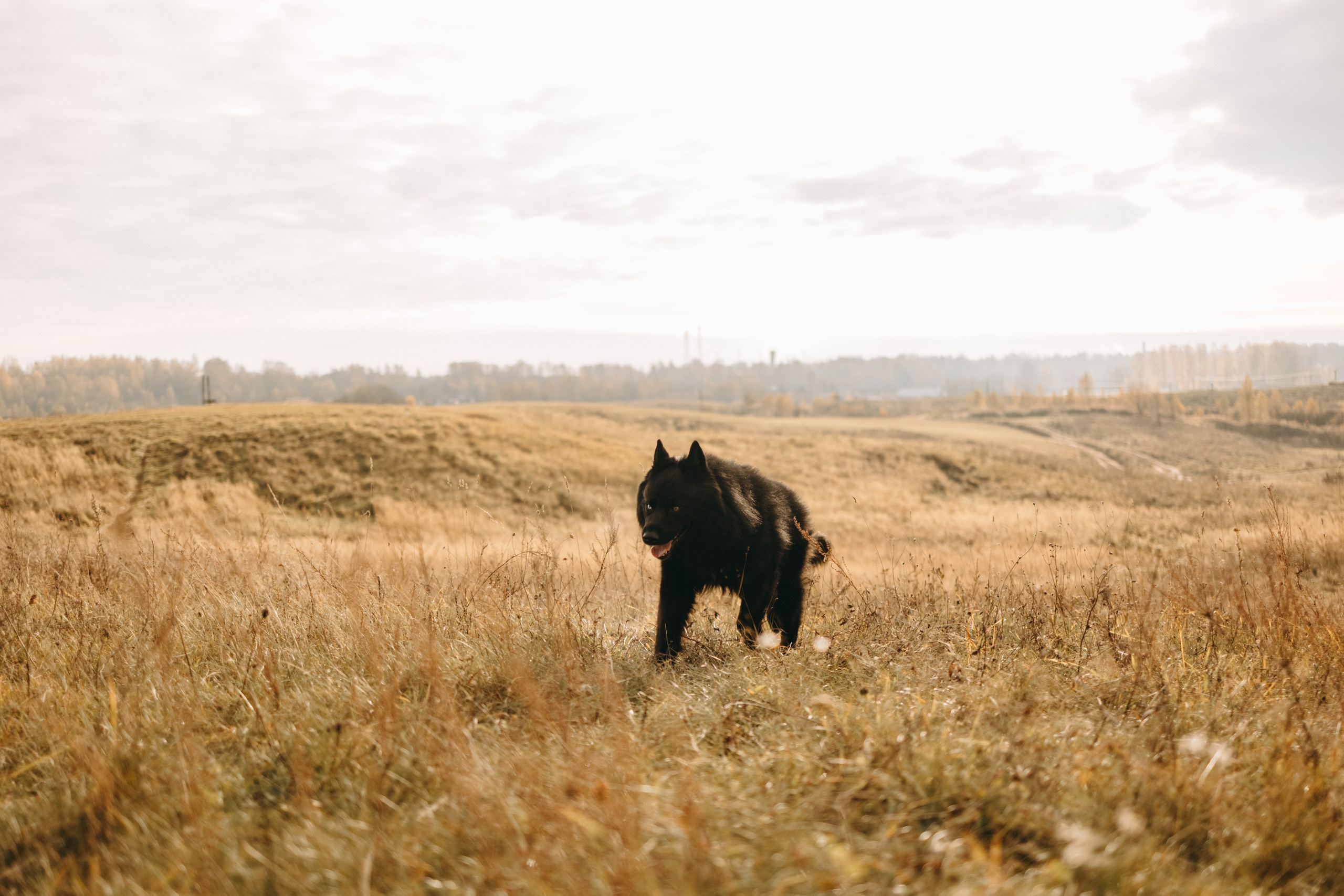 Лора и Джанго. Фотограф — Анималист | Санкт-Петербург
