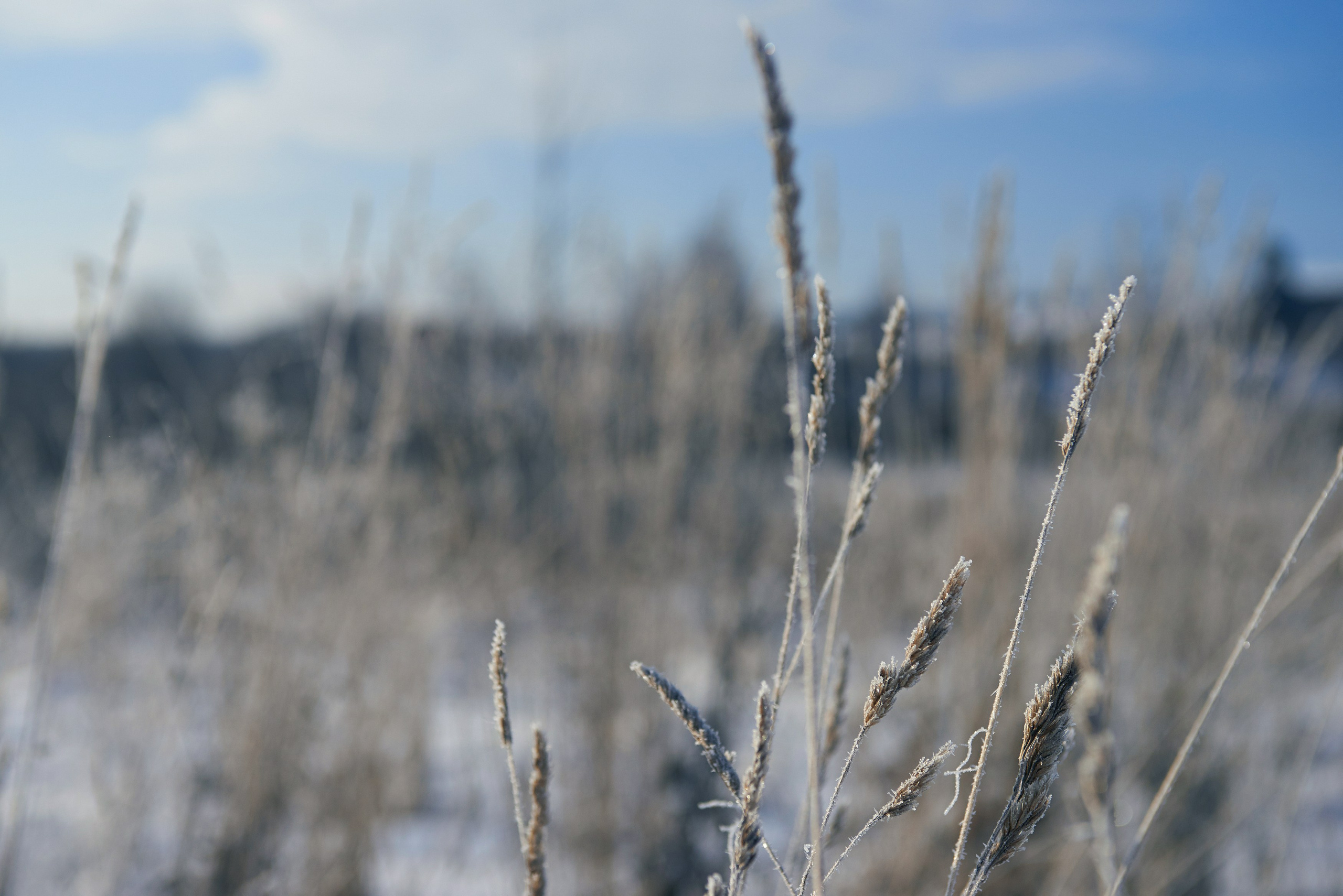 «Яблоки на снегу» Дмитров, 07.01.2015. Лови небо! Дыши небом!