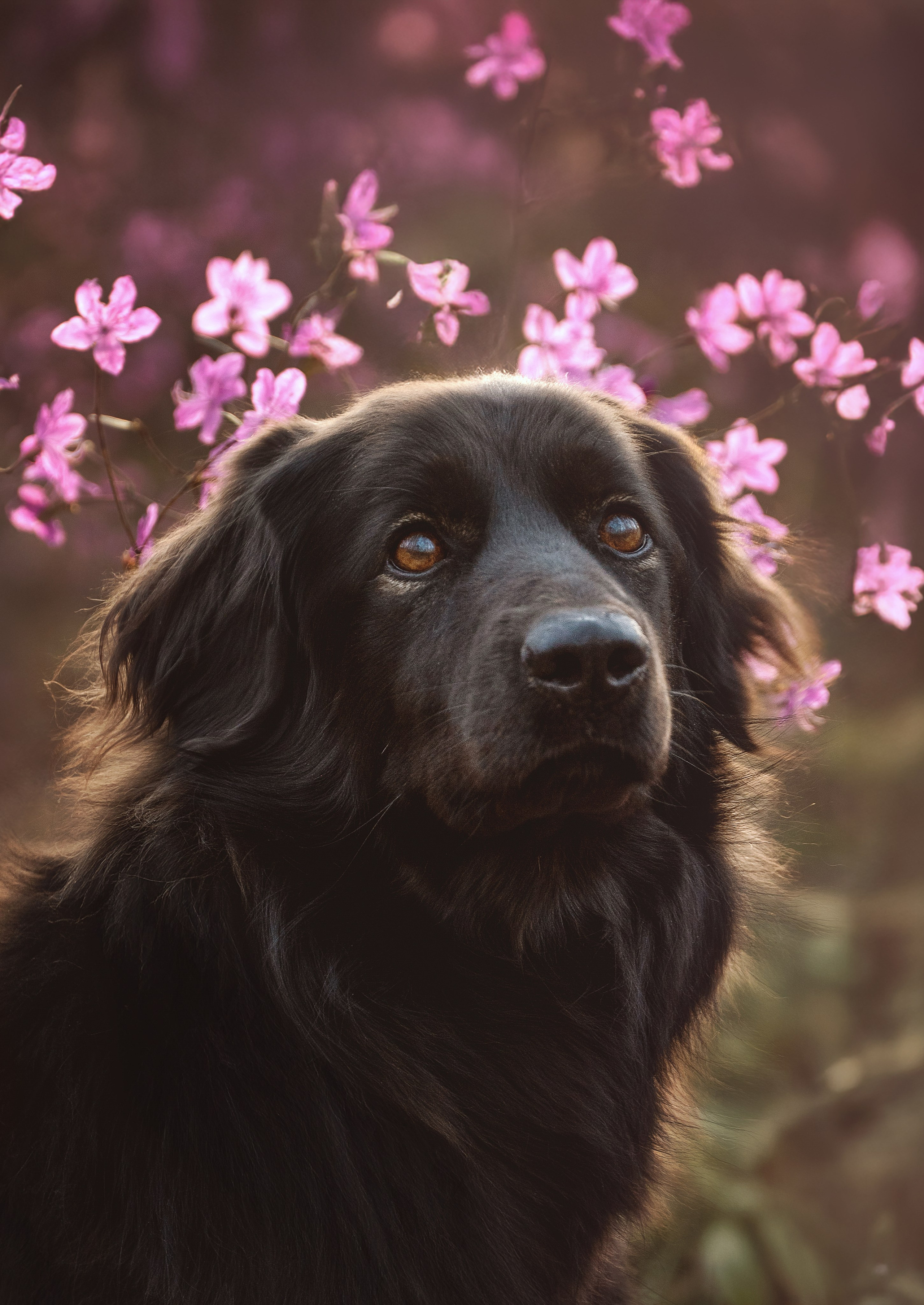 Съемка с собаками, животными