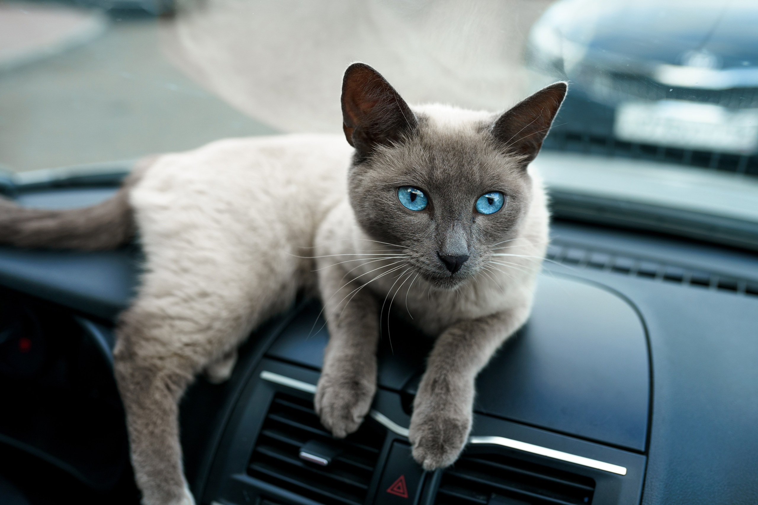 ЦВЕТНЫЕ ФОТОГРАФИИ. Никита Аничкин фото и видео оператор из России