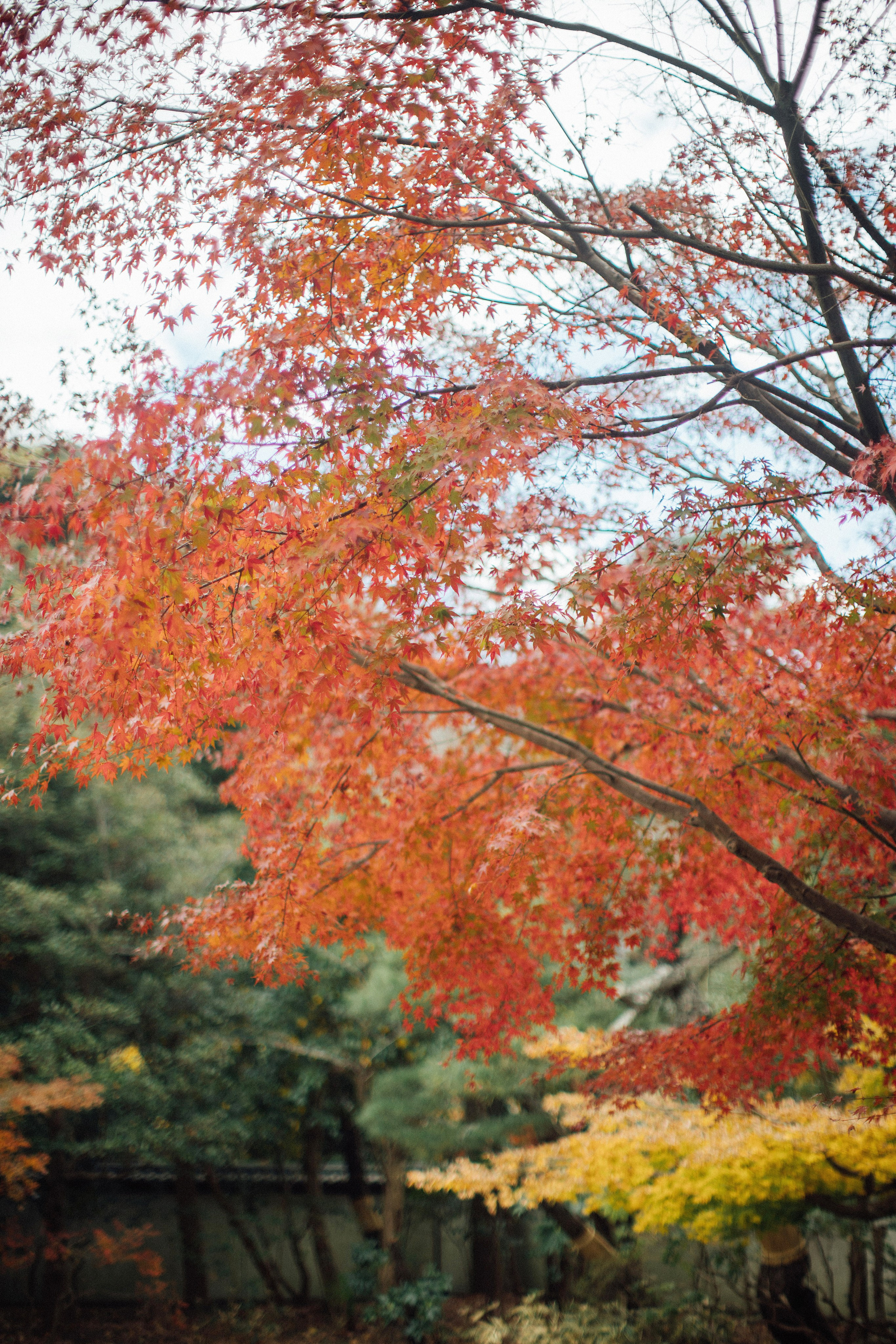 Япония. Главная