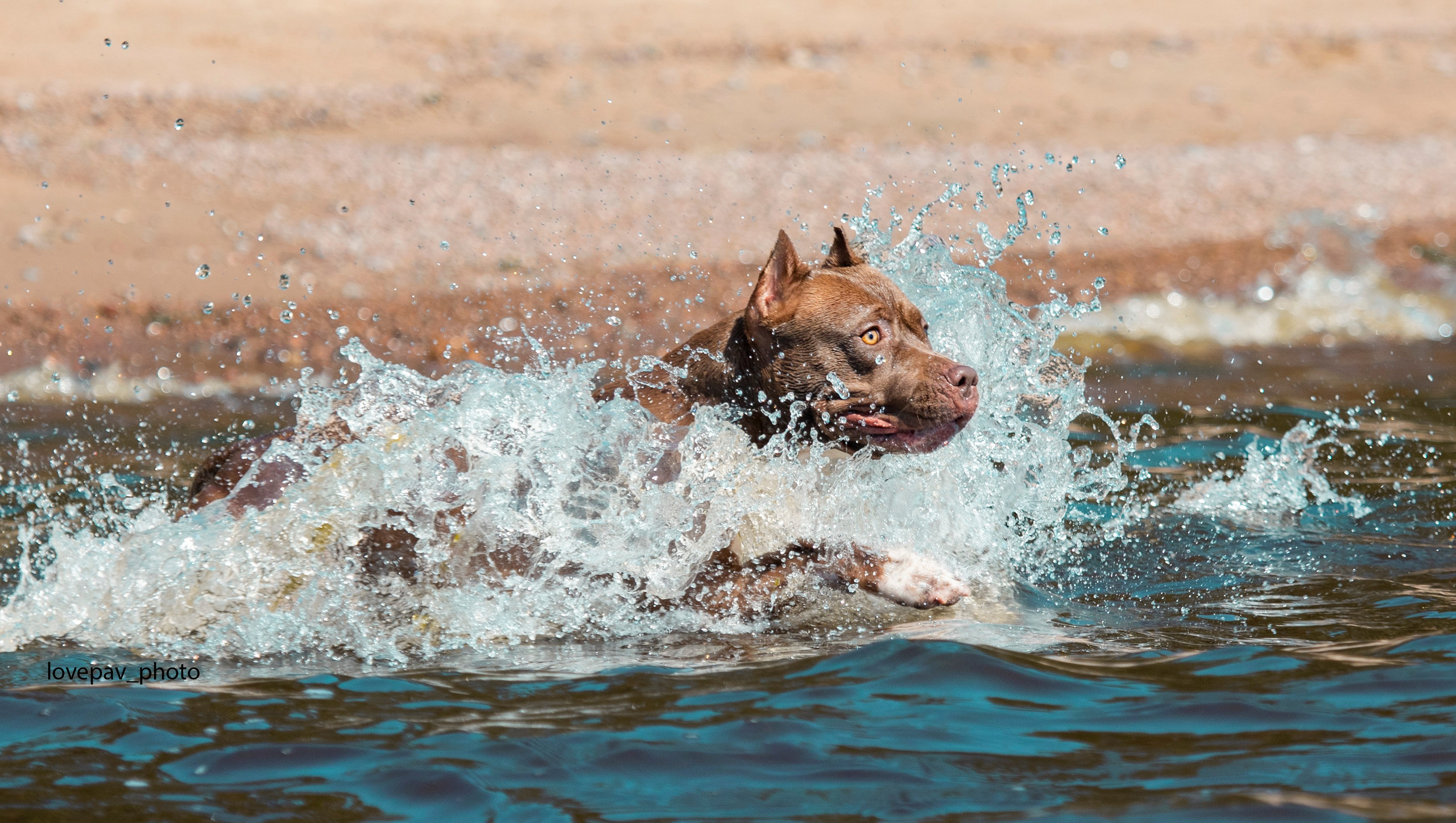 Фотограф-анималист Павлова Любовь