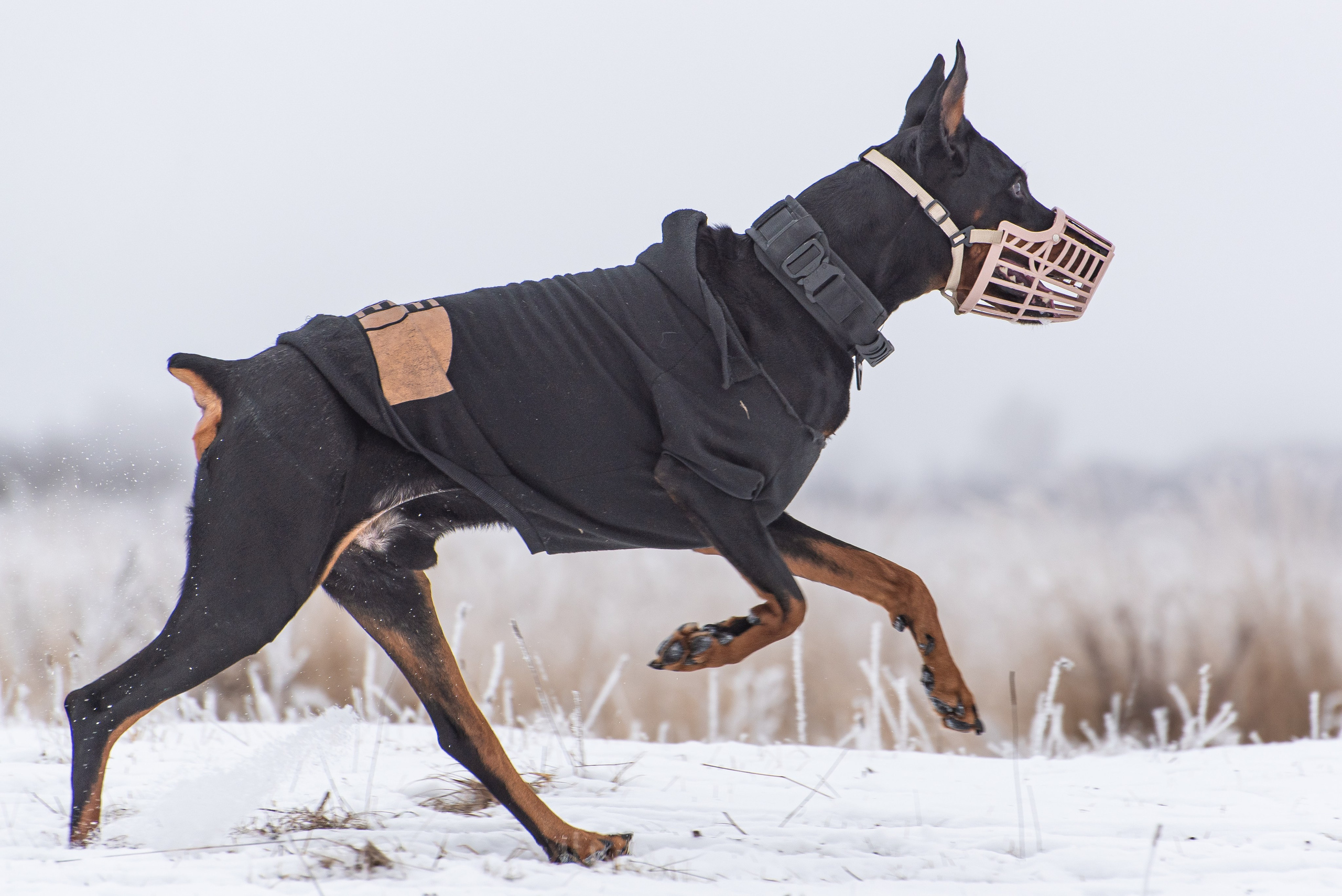 Бега за механической приманкой (Курсинг). Фотограф Макс Огурцов в Нижнем Новгороде