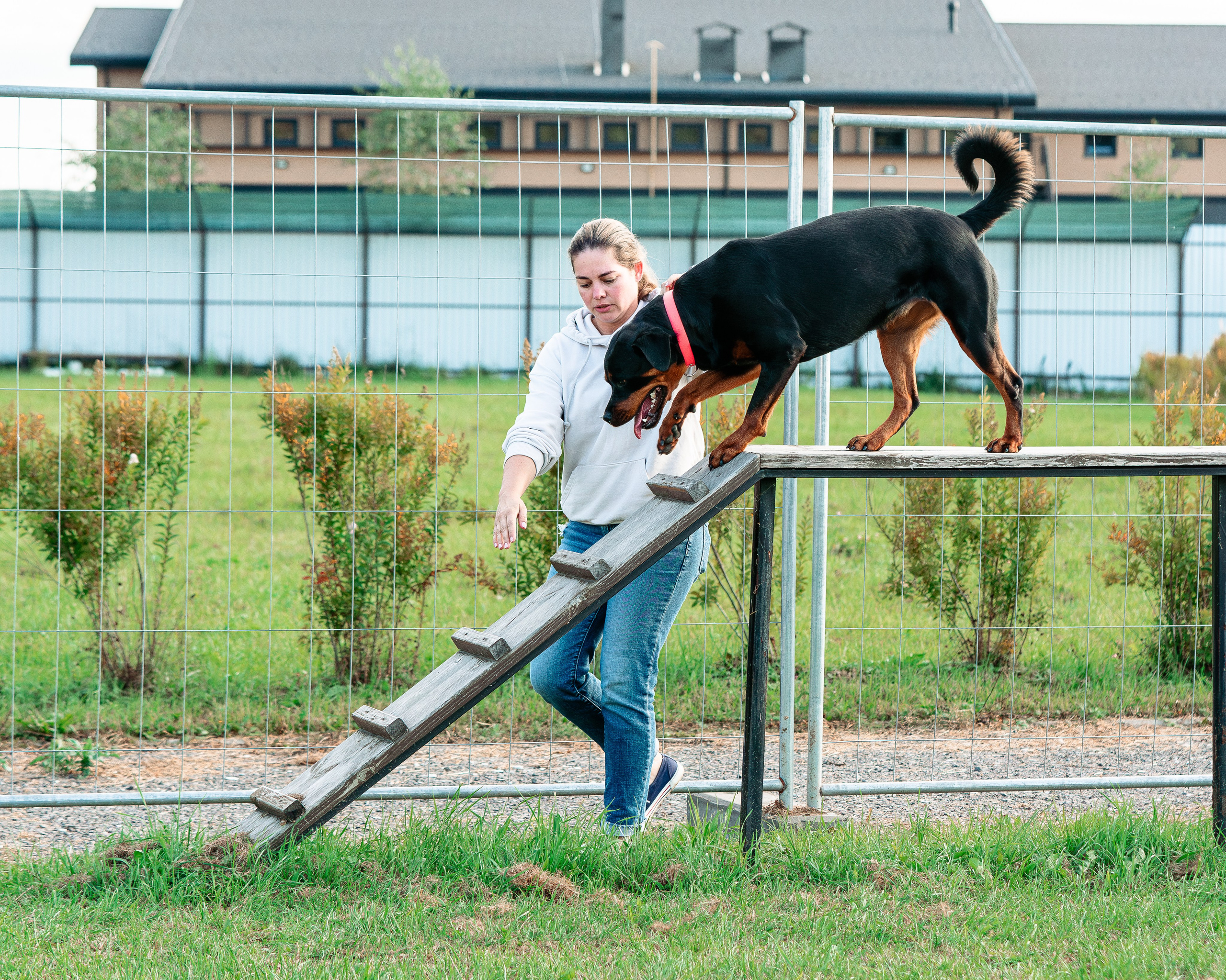 Ваш путь к ПОБЕДЕ (ТРЕНИРОВКИ). Фотограф-анималист, семейный фотограф в Москве и Подмосковье. Фотосъёмка кинологических дисциплин