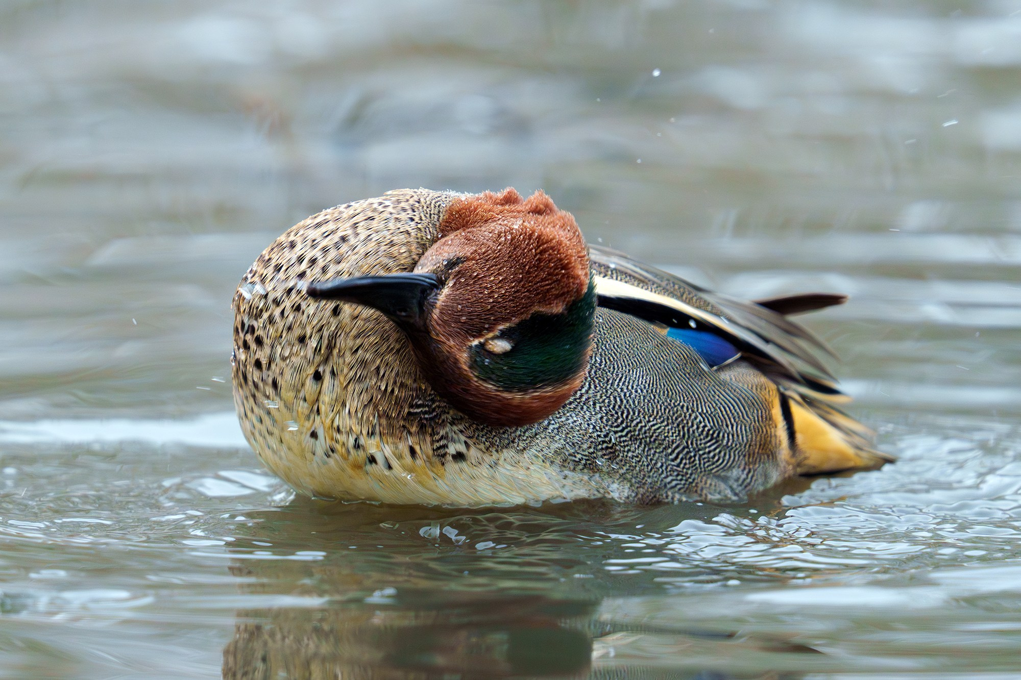 Удивительные мир птиц. Вокруг нас столько прекрасного — присмотритесь!. Ваш личный фотограф Марина Волкова