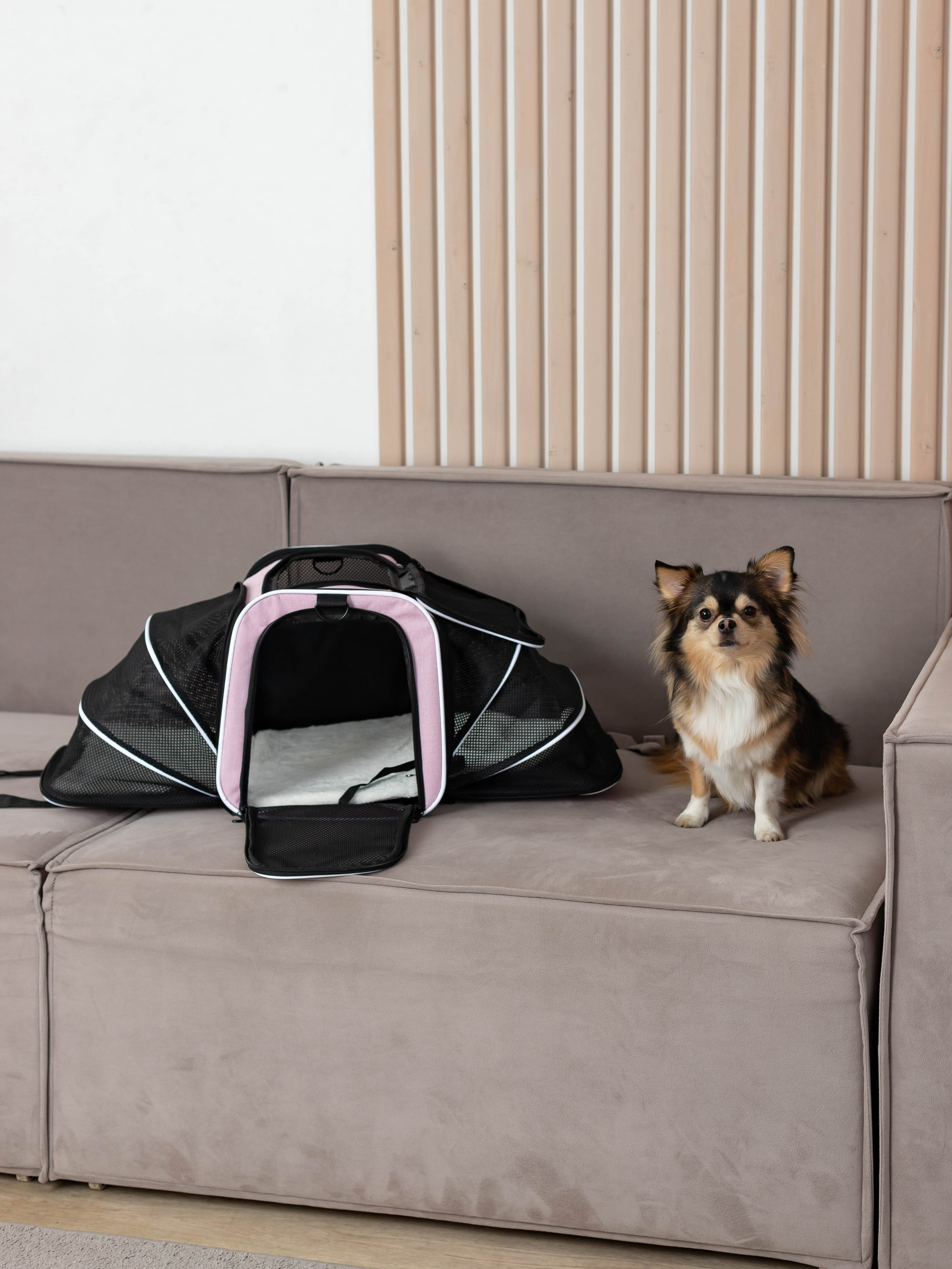 Переноска для питомца. Коммерческий фотограф в Санкт-Петербурге (СПб) Екатерина Панчёха, Панчёшка