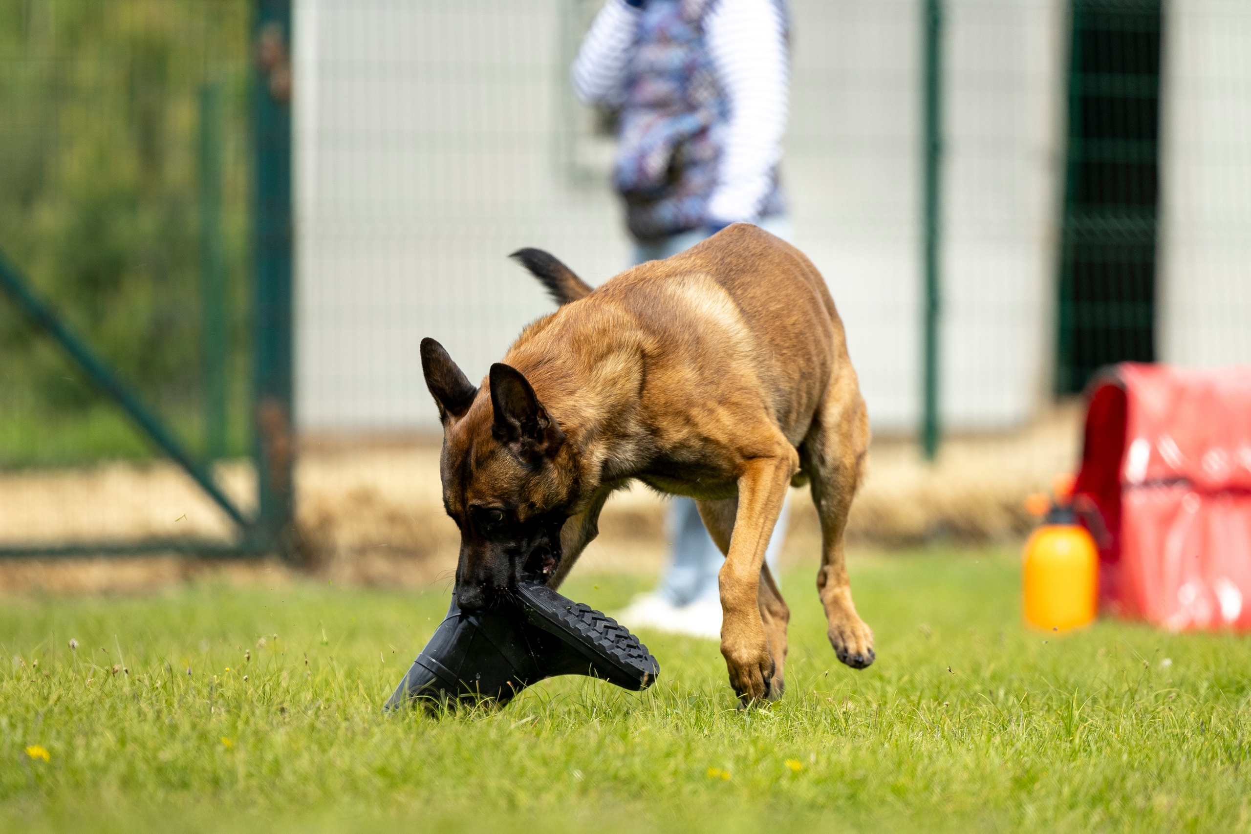 Испытания по мондьорингу в Нижнем Новгороде. Фотограф-анималист Анна Маринич