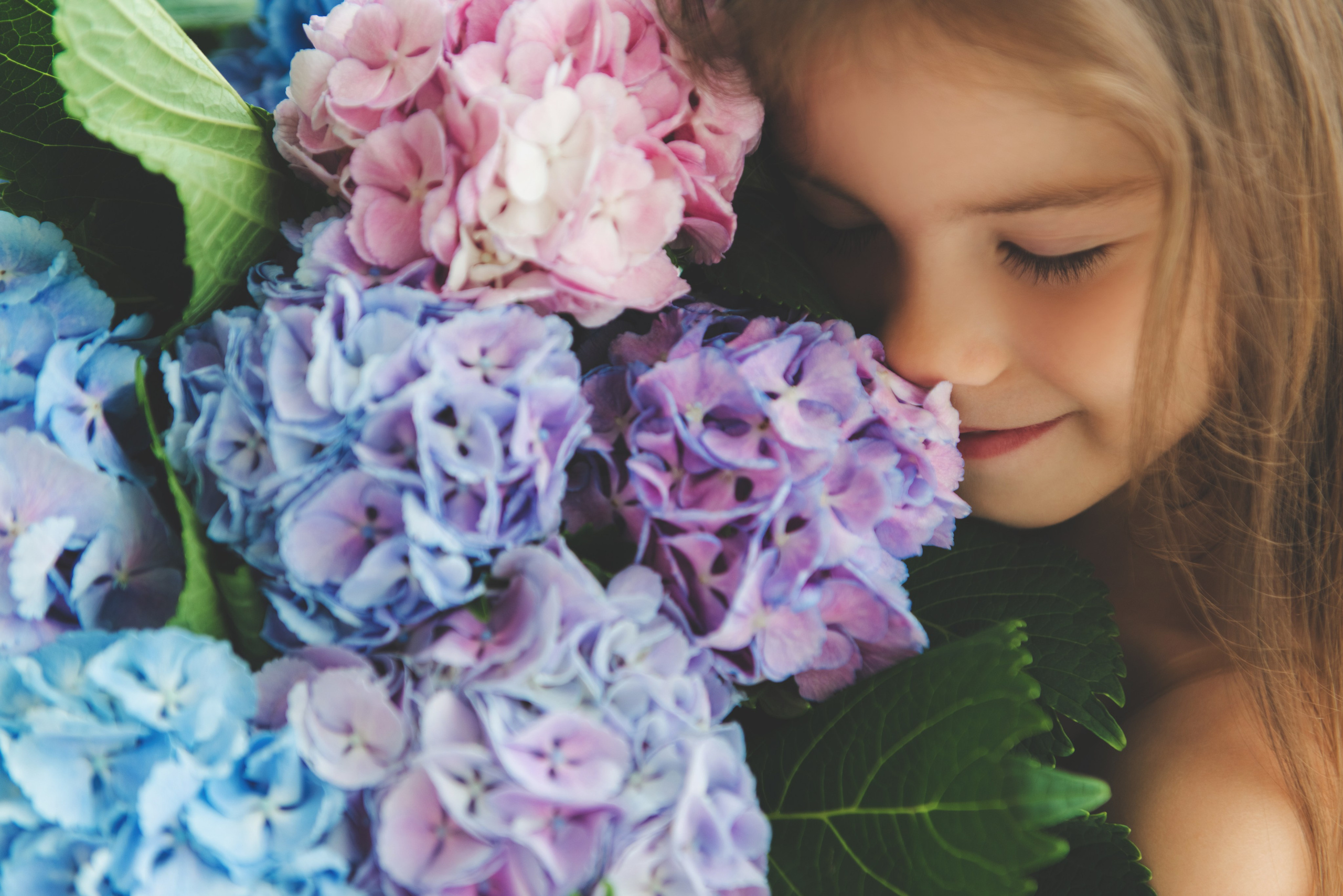 Гортензии. Фотограф новорожденных и детей в Барнауле — Екатерина Шапкина