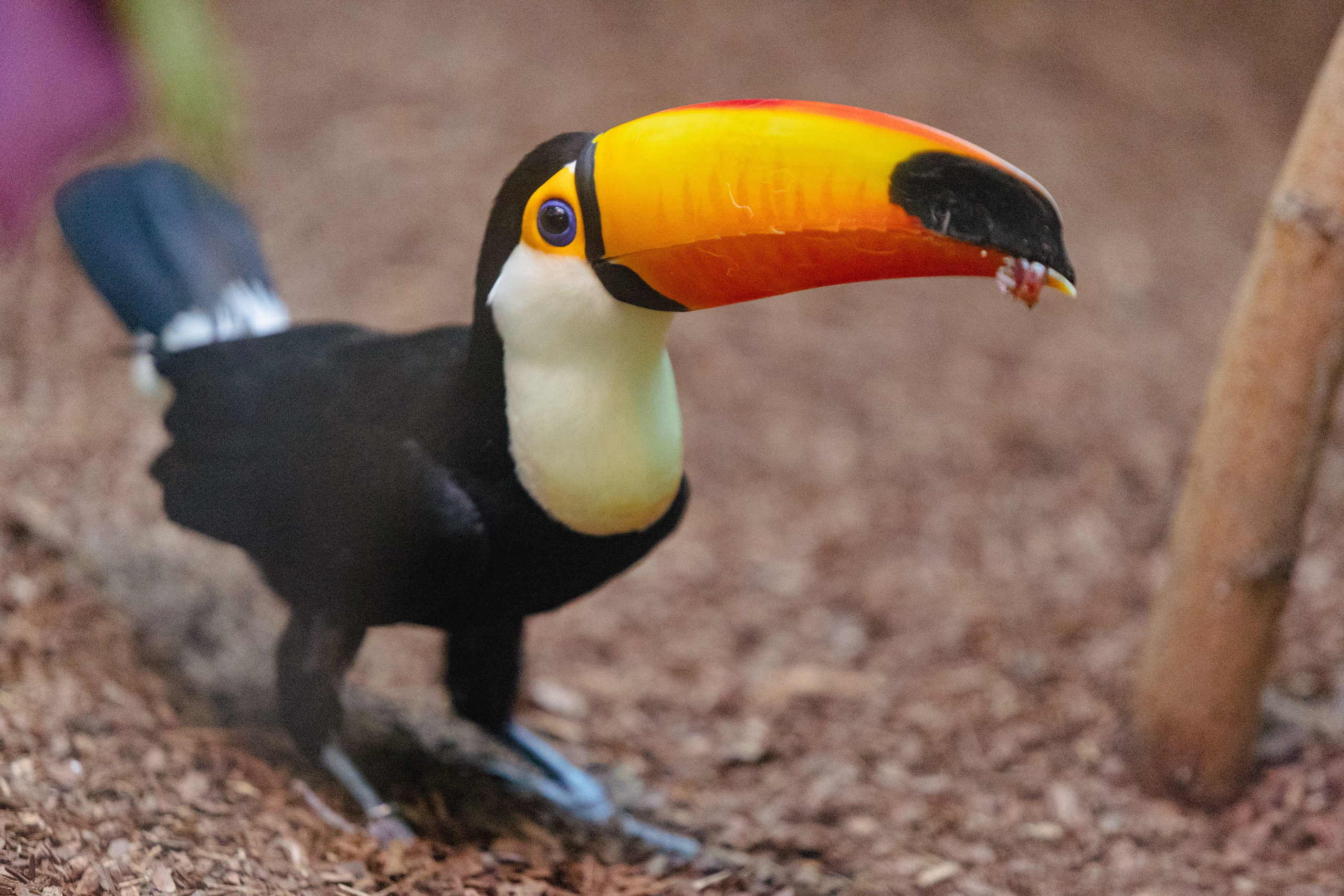 Московский зоопарк. Photographer Sonkina Tatiana (Tanya Ash)