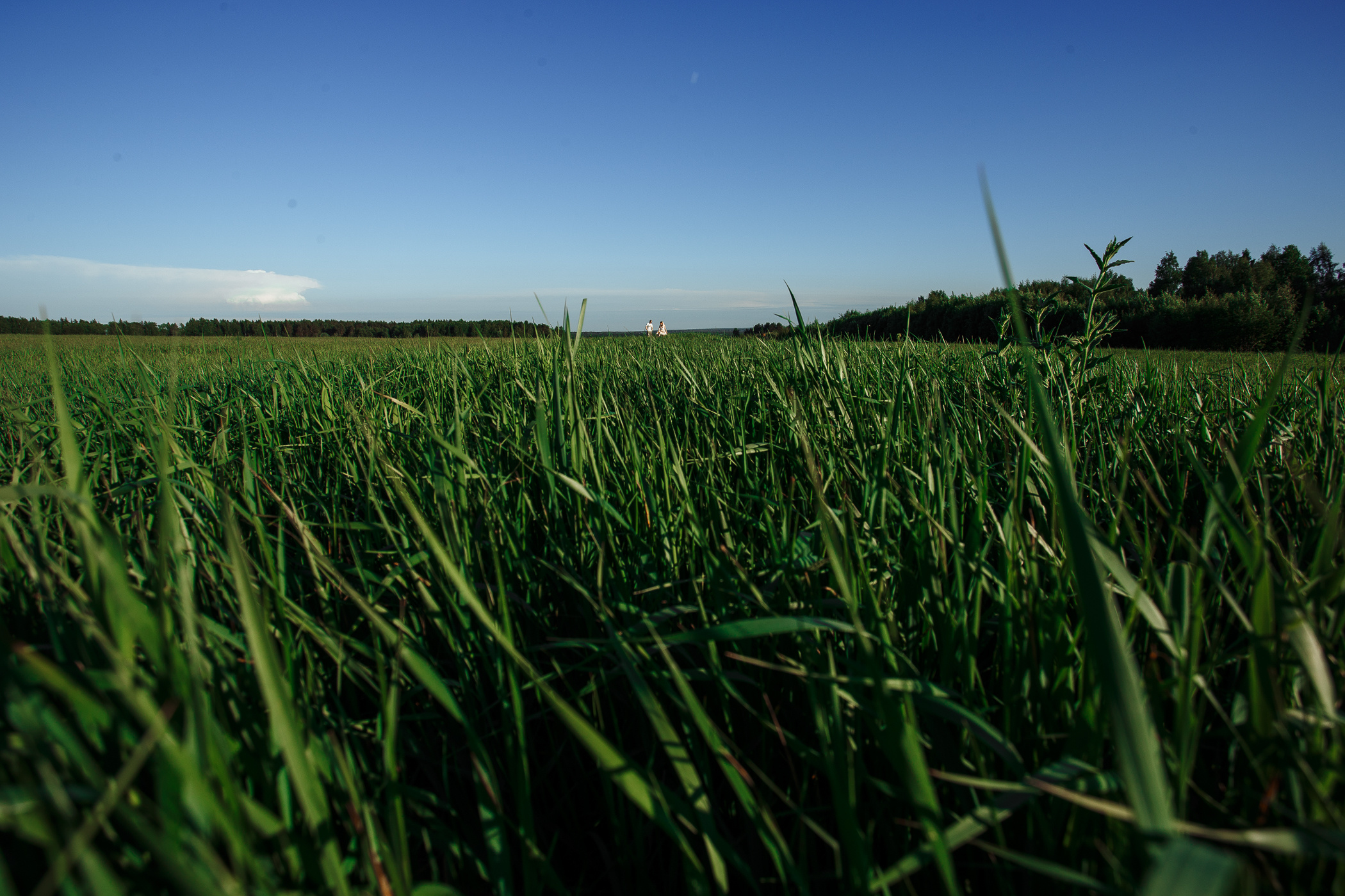 В поле. Свадебный и семейный фотограф в Твери, Москве, Санкт-Петербурге