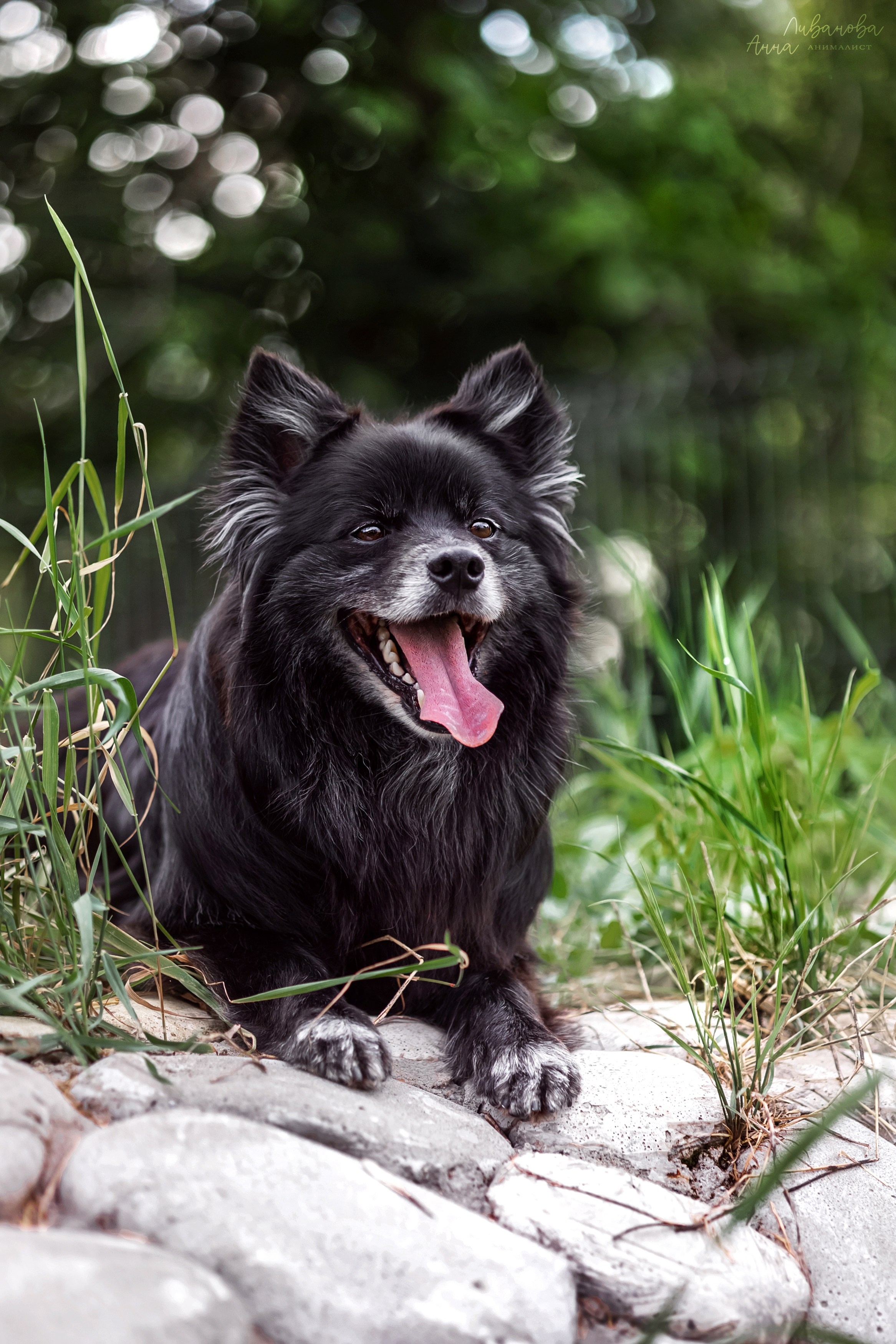 Рита и Ко. Фотограф анималист Аня Ливанова | Рыбинск