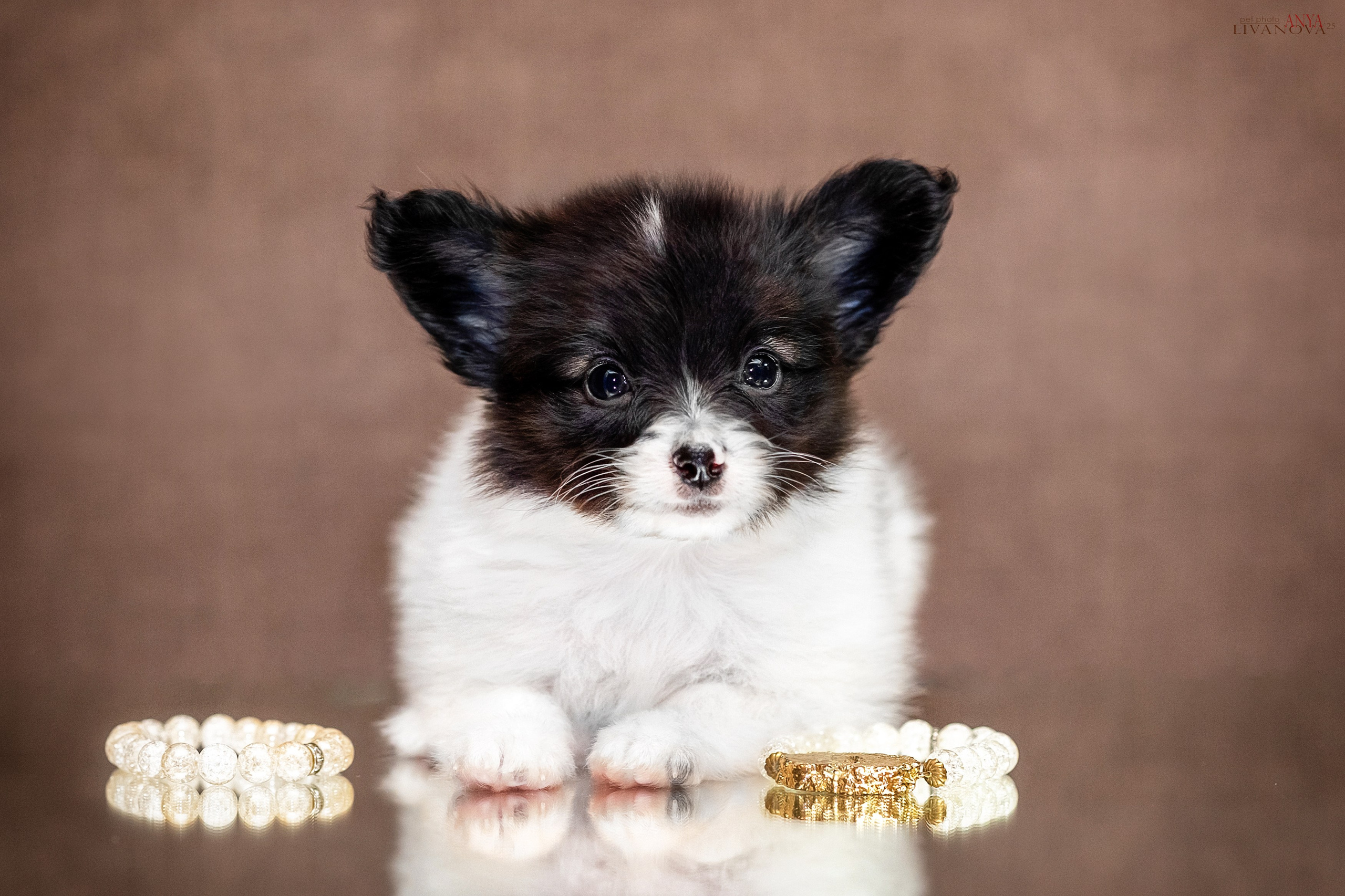 Папийончики. Фотограф анималист Аня Ливанова | Рыбинск