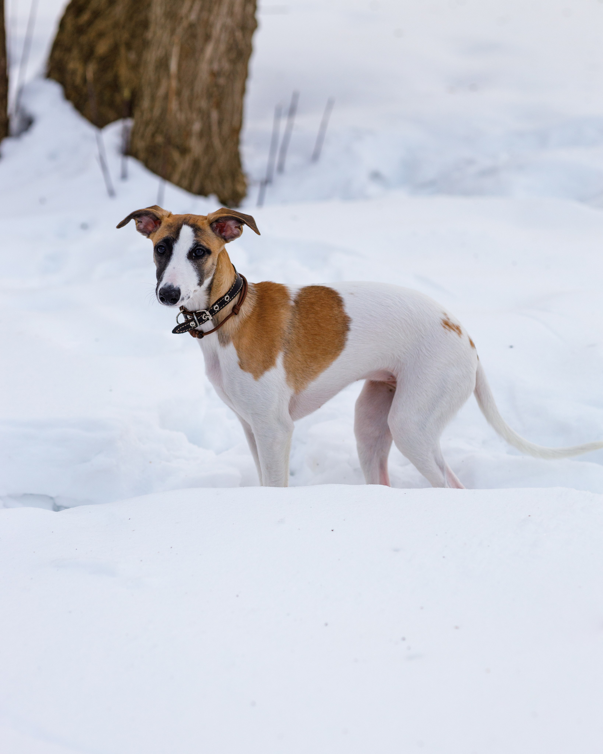 Ланди. Анна Самохина. Фотограф. Москва