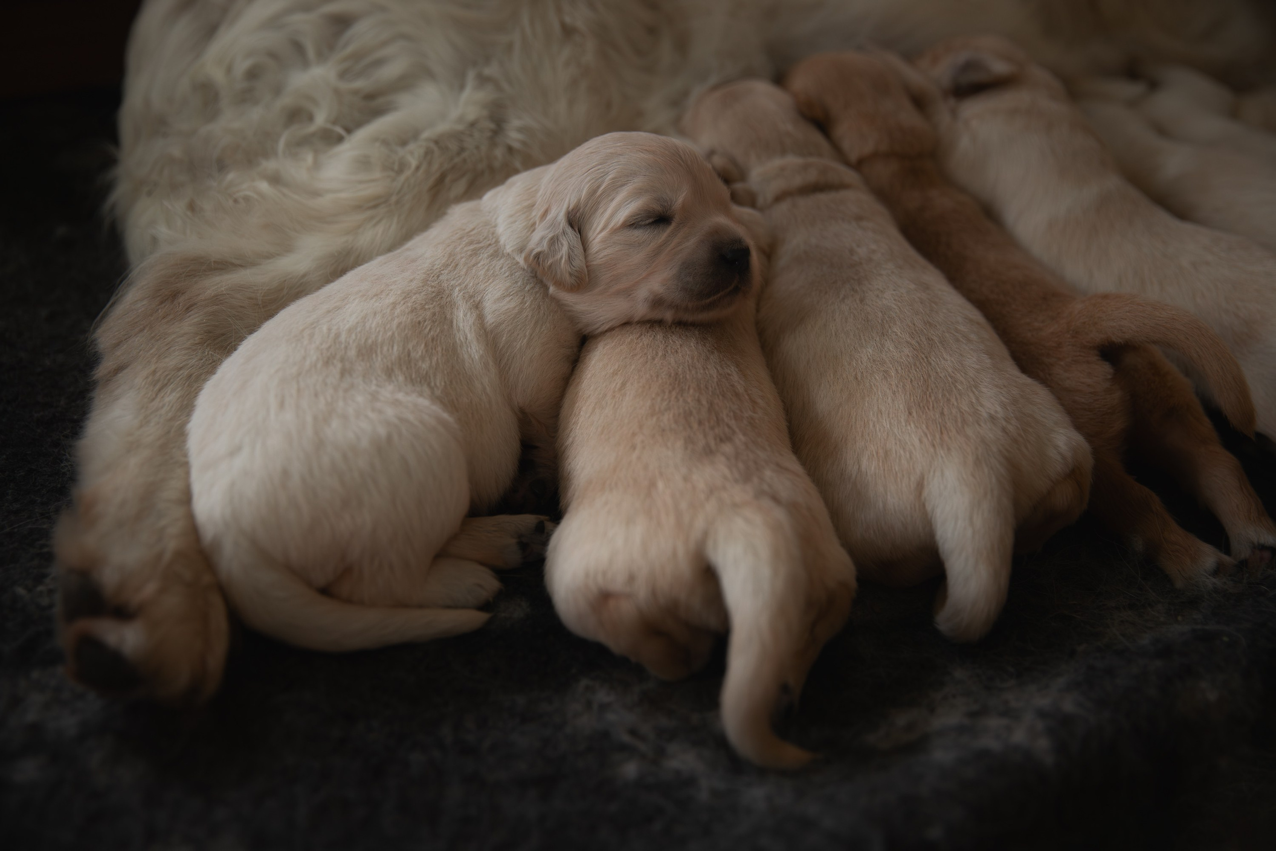 Фотограф-анималист в Калуге Мария Шерскова