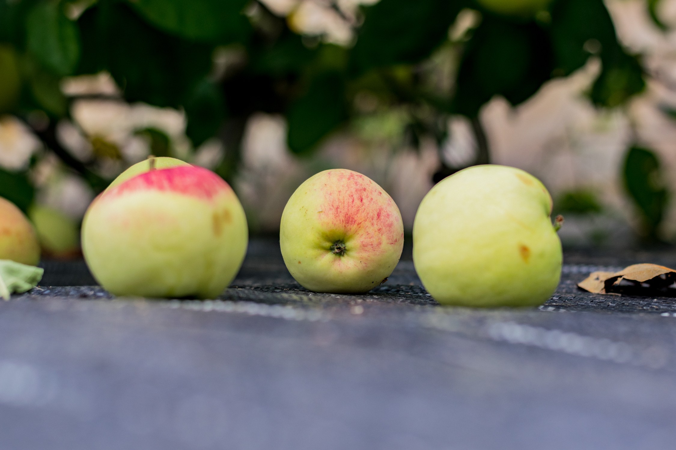 Антон Курдюмов фотограф в Хабаровске Рина Курдюмова фото27 foto27 Антон Дорофеев репортажный репортаж документалист Тони и Рина фотосоздатели Виноградники Хехцир 2024 Хабаровск виноград дикий фермер фермерство дачный сезон