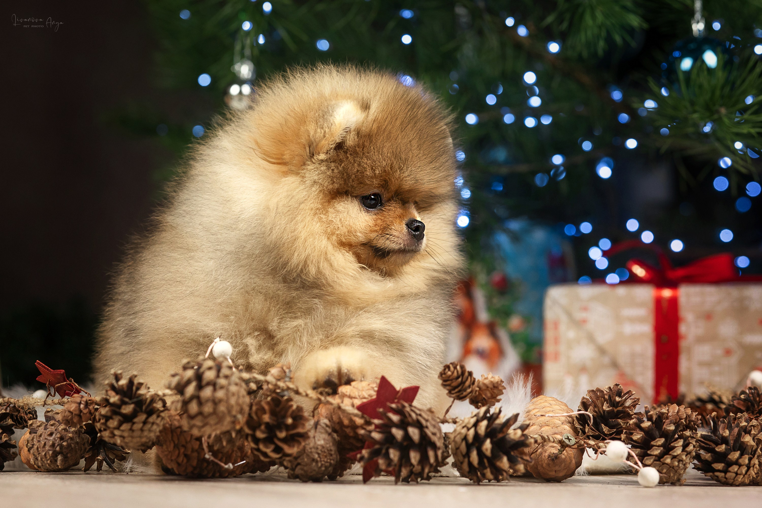Фотодень_1 2025. Фотограф анималист Аня Ливанова | Рыбинск