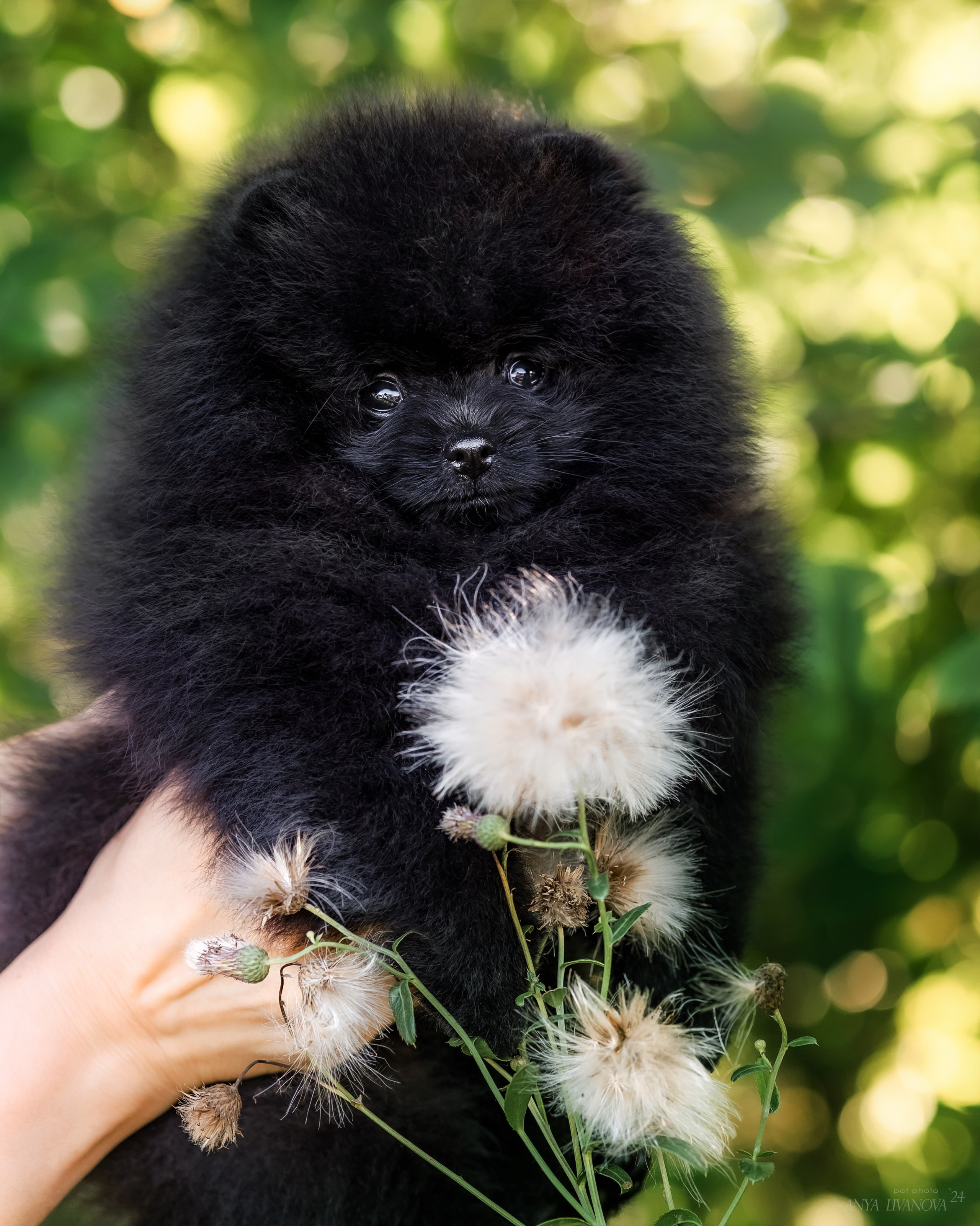 Шпицы. Фотограф анималист Аня Ливанова | Рыбинск