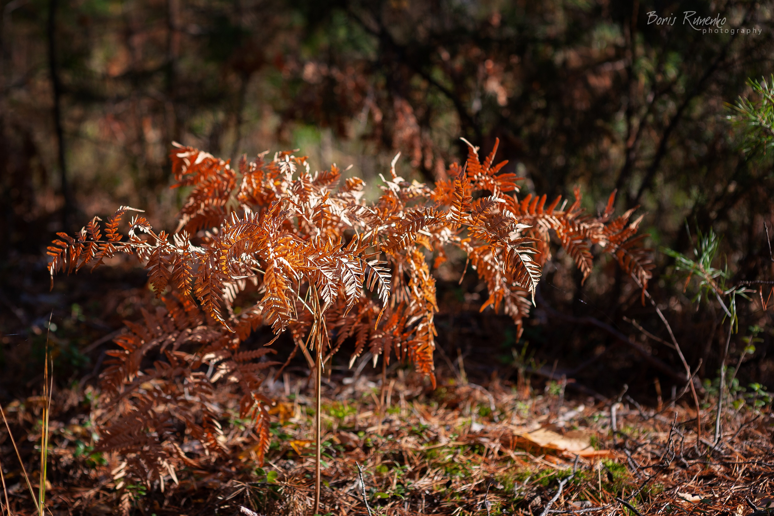 Пейзажный альбом 1. Борис Руненко. Пейзажный и travel-фотограф