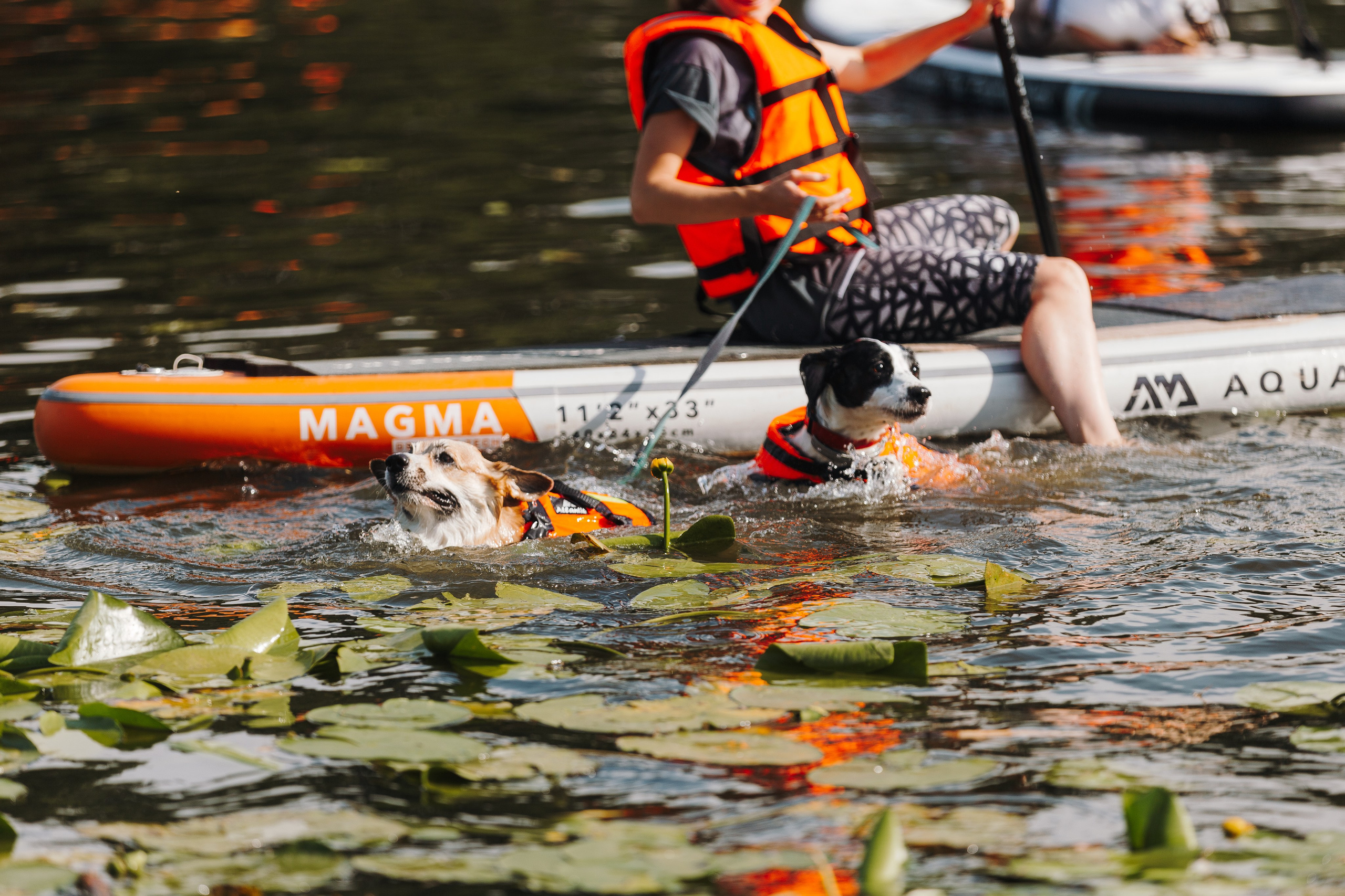Petshop Sup day. Фотограф анималист Кристина Карпова, Москва