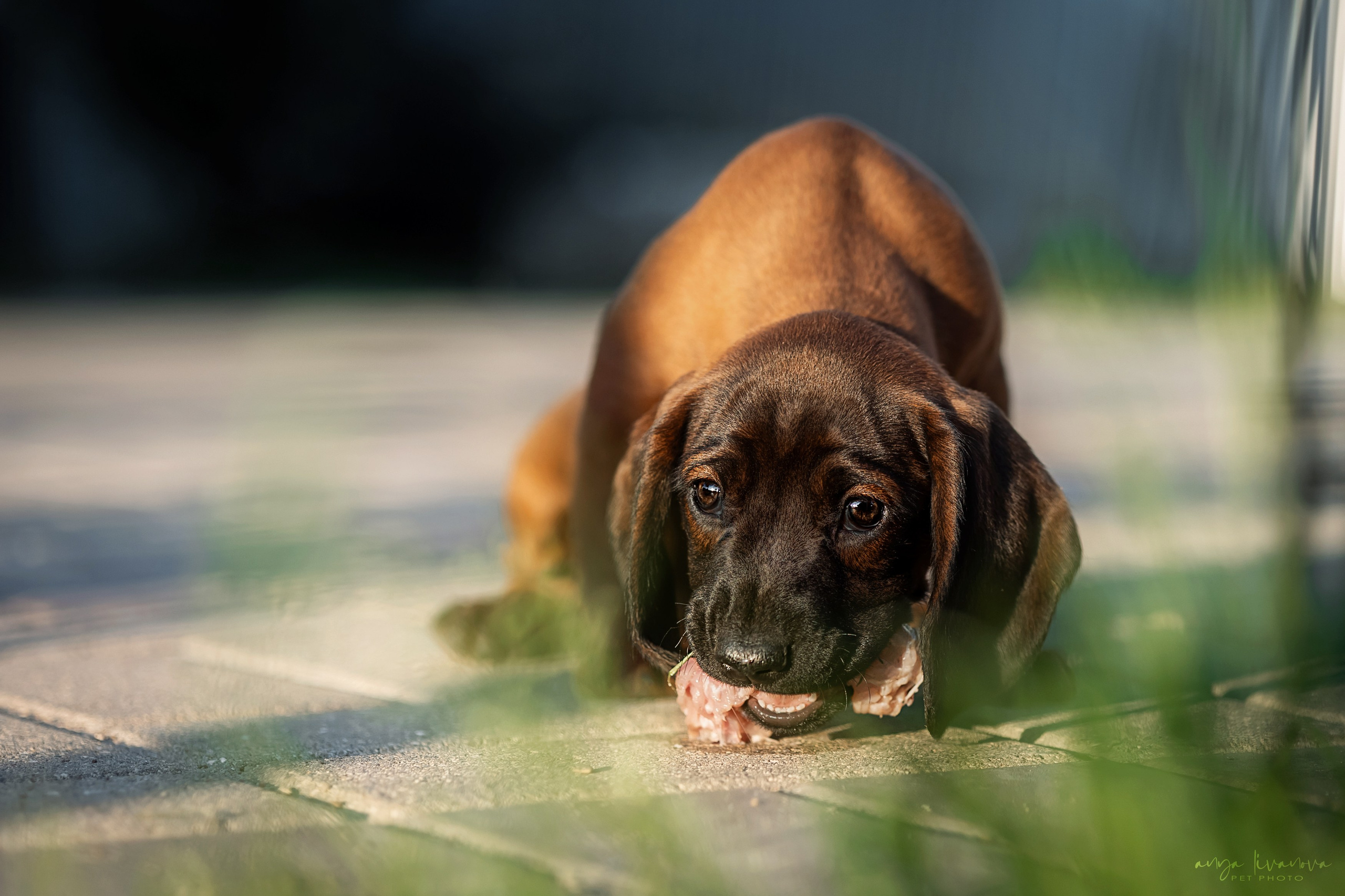Баварцы. Фотограф анималист Аня Ливанова | Рыбинск