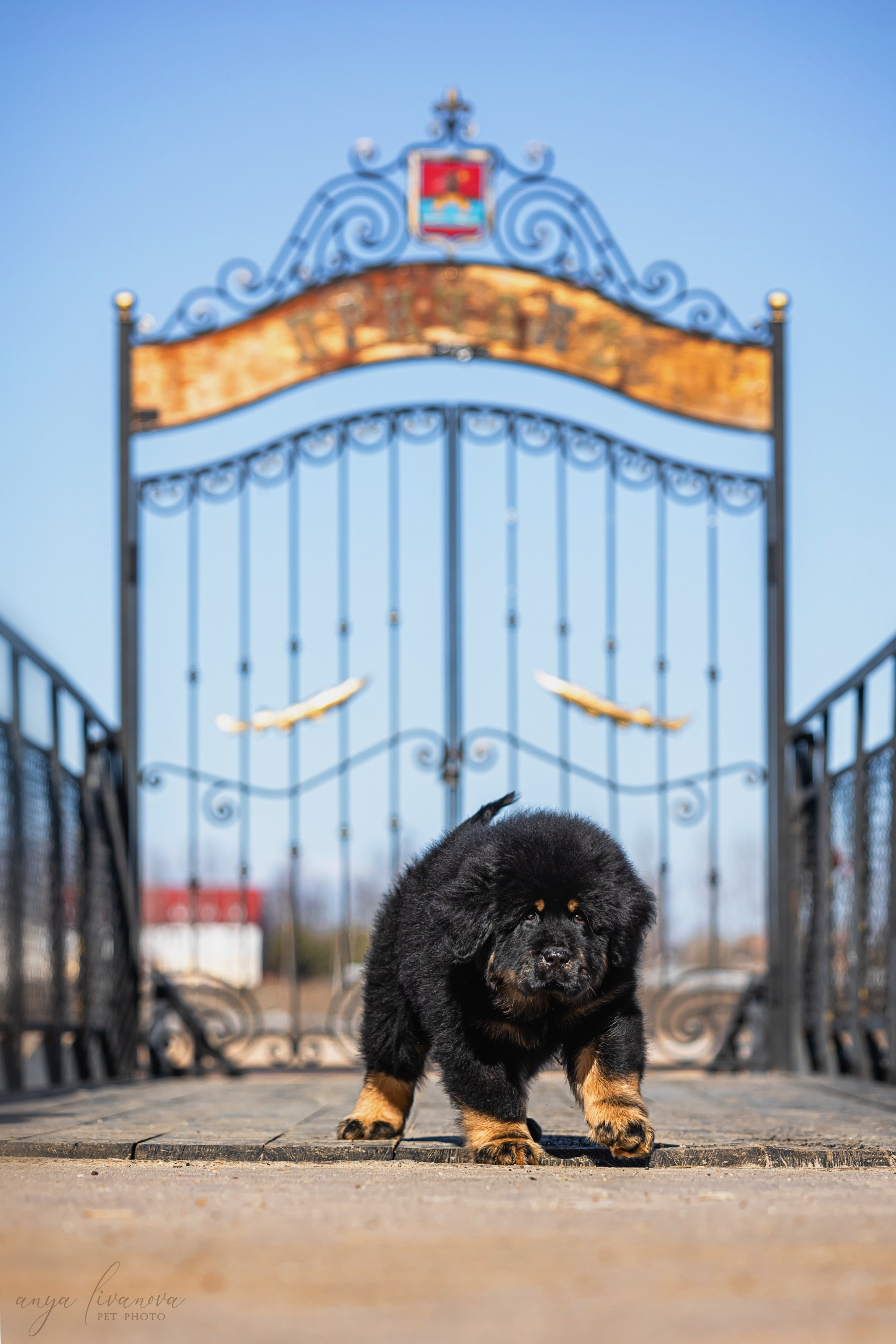 Тибеты. Фотограф анималист Аня Ливанова | Рыбинск