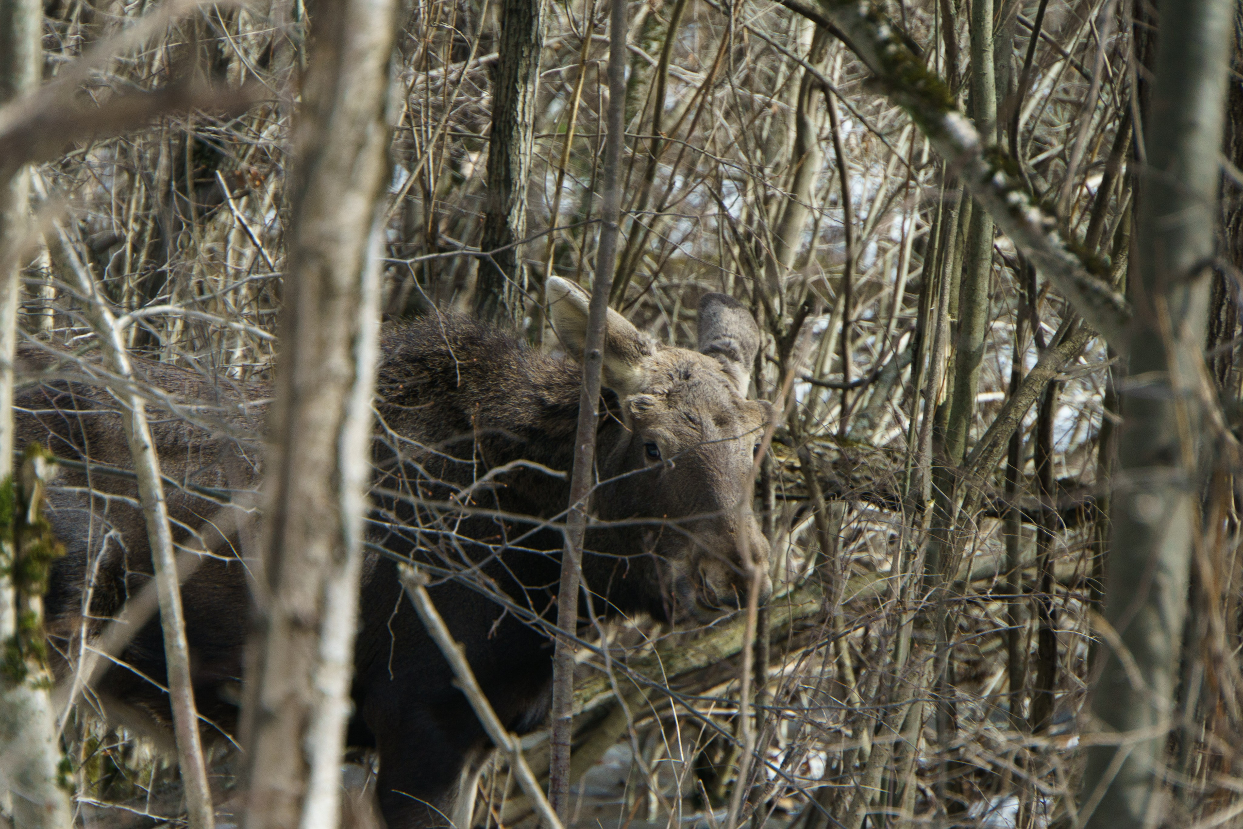 Животные. Ваш личный фотограф Марина Волкова