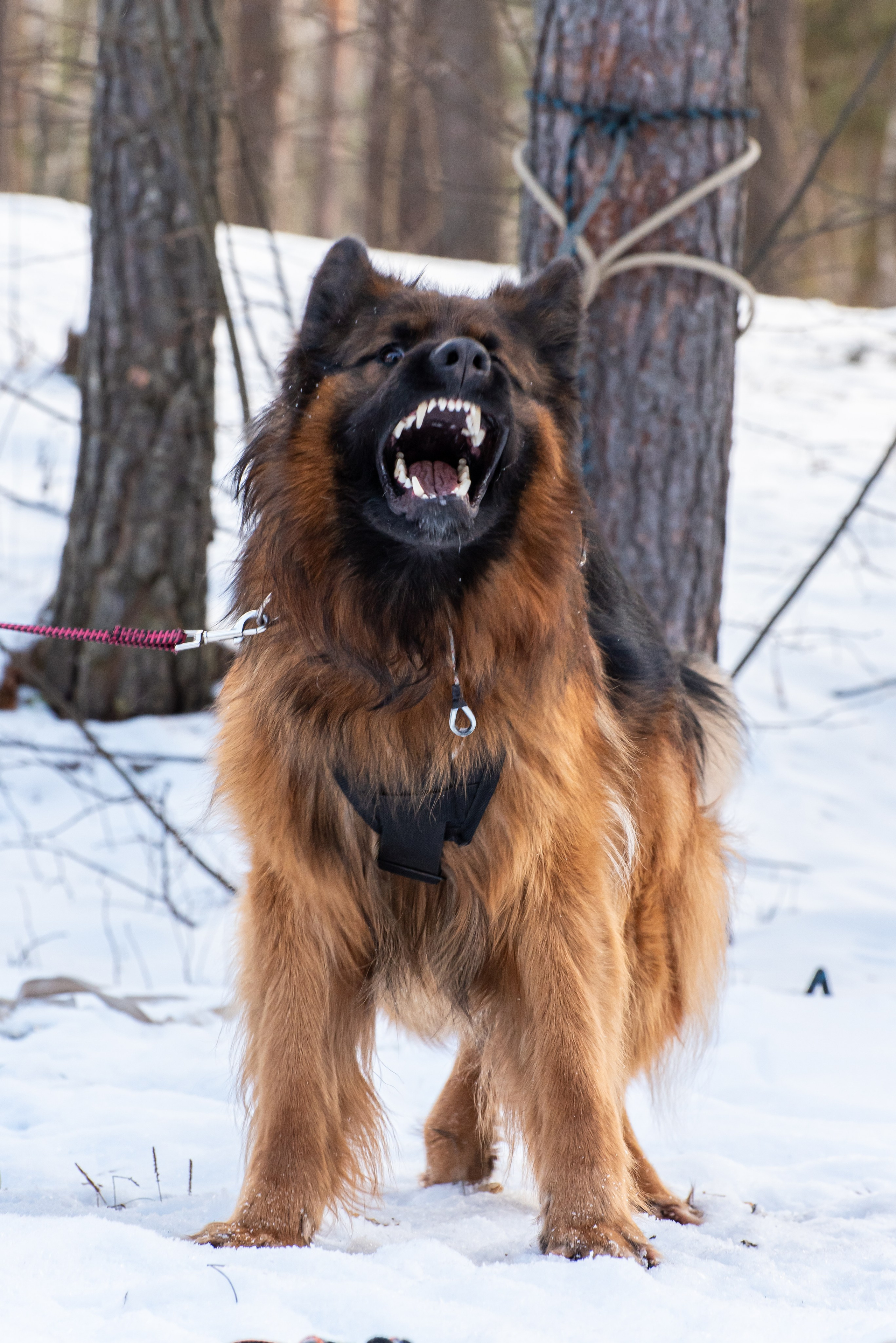 Фотосъёмка с собаками в Кинологическом лагере. Фотограф Макс Огурцов в Нижнем Новгороде