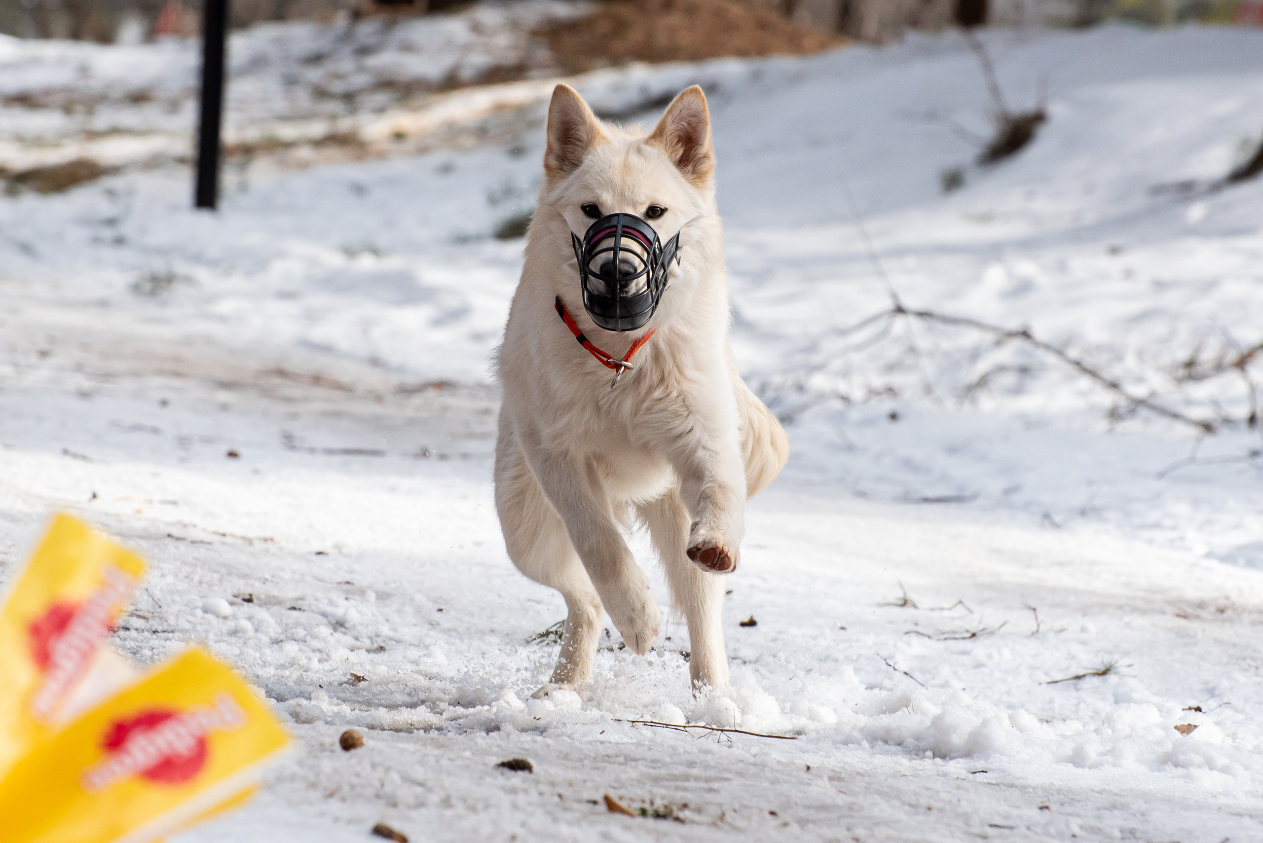 Фотосъёмка с собаками в Кинологическом лагере. Фотограф Макс Огурцов в Нижнем Новгороде