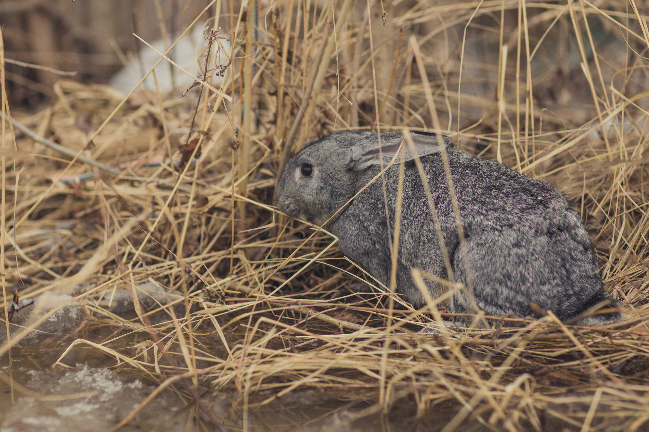 По мотивам «Дед Мазай и зайцы». Детский и семейный фотограф в Пензе Лена бешенова