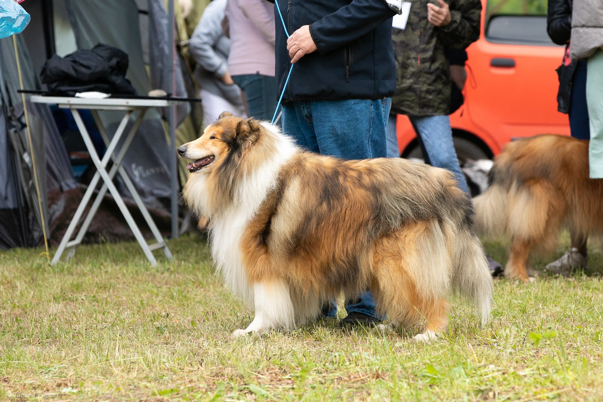 Фотосопровождение выставки собак в Московской области и Москве. Фотограф-анималист в Москве и Московской области Татьяна Фролова
