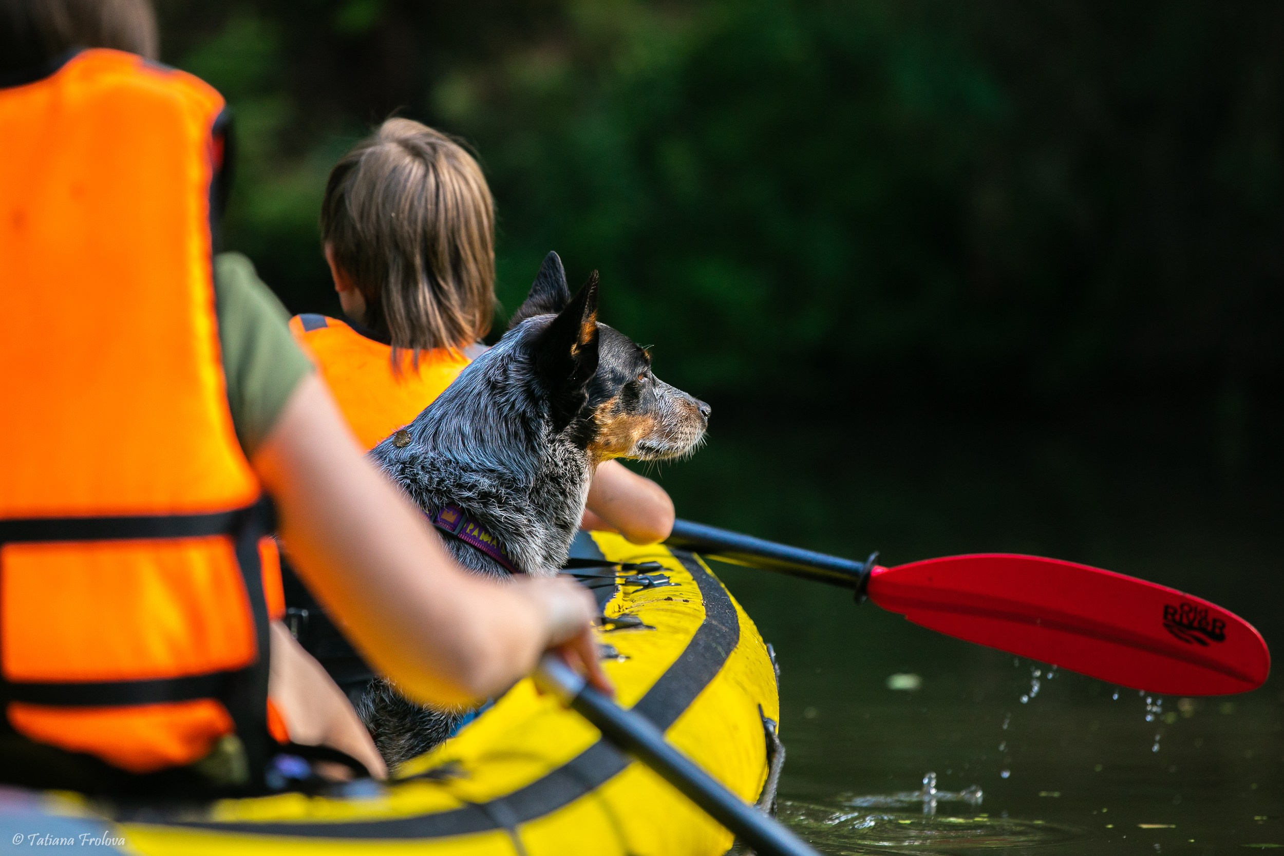 Фотоочет о сплаве на байдарках вместе с собаками. Фотограф-анималист в Москве и Московской области Татьяна Фролова