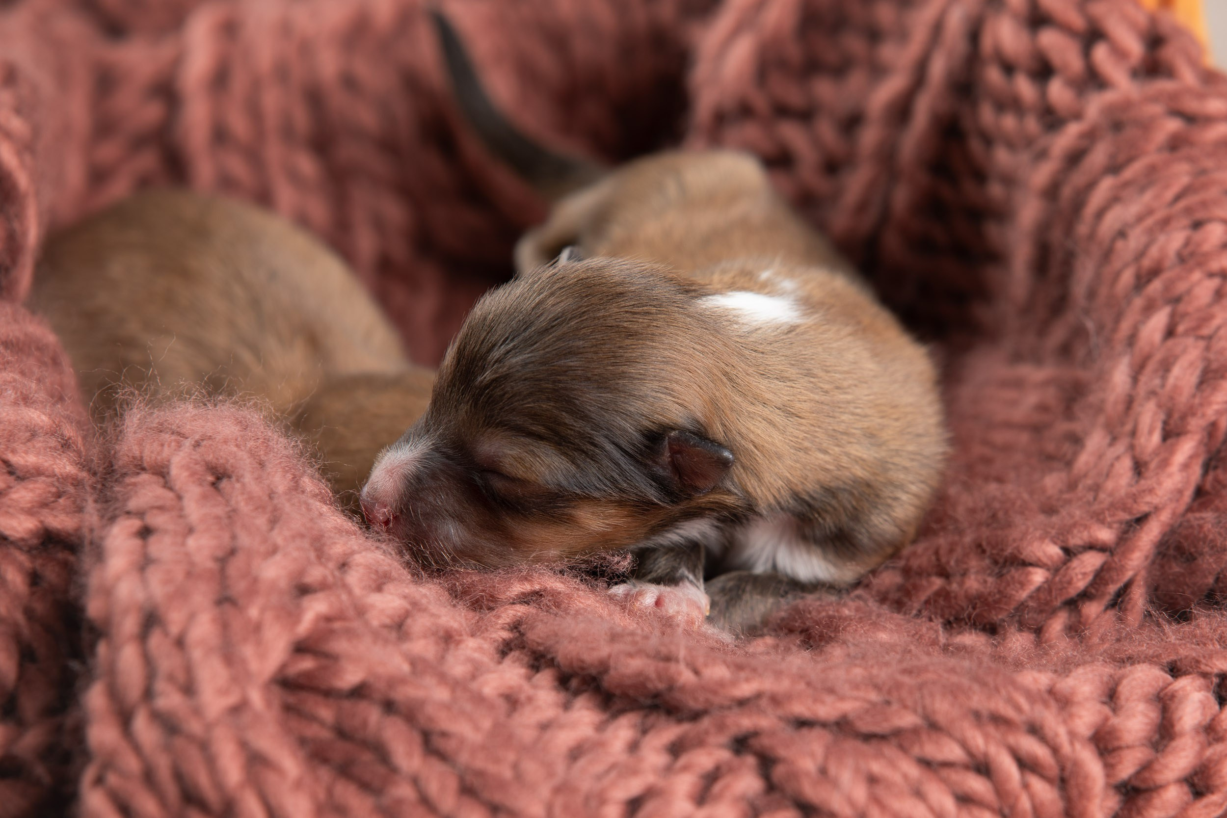 Ньюборн съемка для новорожденных щенков в доме заводчика. Фотограф-анималист в Москве и Московской области Татьяна Фролова