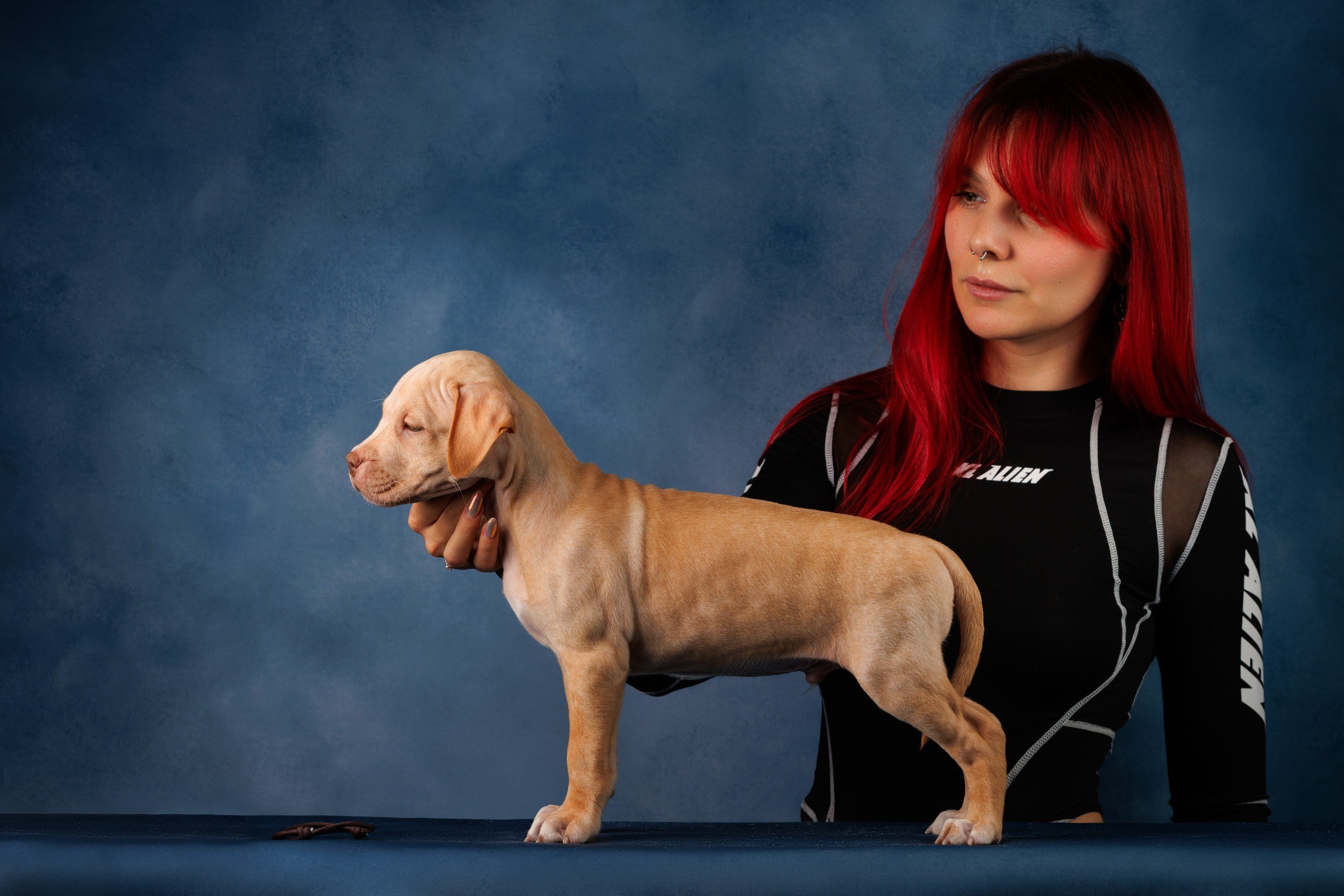 Съемка щенков АПБТ. Фотограф-анималист в Москве и Московской области Татьяна Фролова