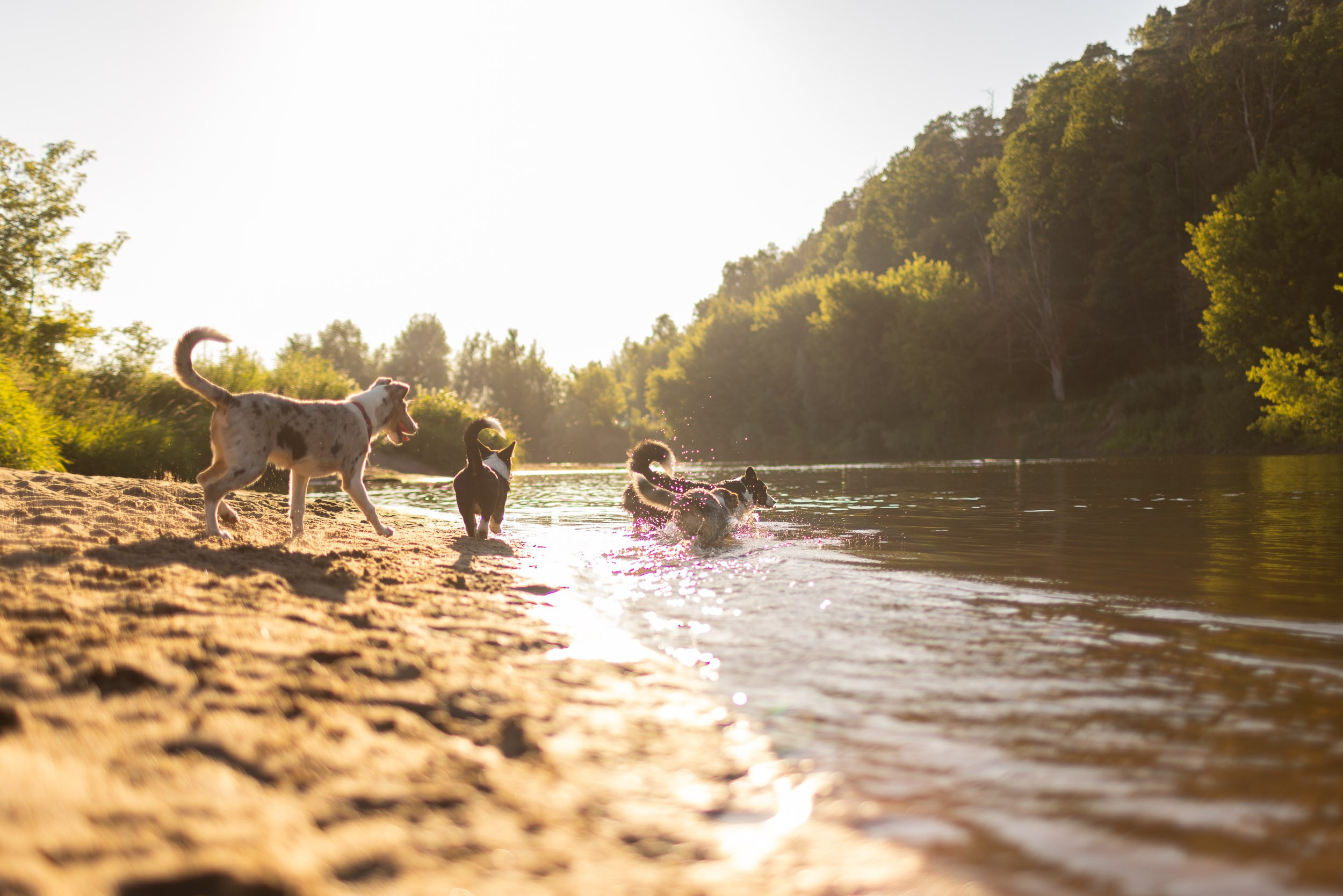 Купание щенков в стиле лайфстайл. Фотограф-анималист в Москве и Московской области Татьяна Фролова