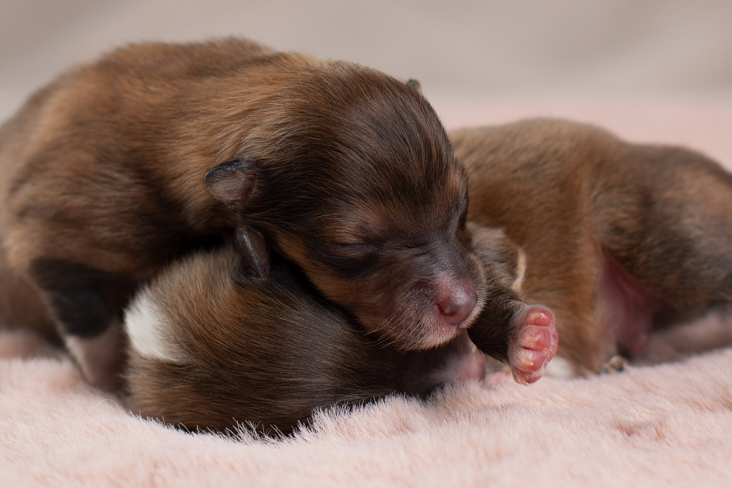 Ньюборн съемка для новорожденных щенков в доме заводчика. Фотограф-анималист в Москве и Московской области Татьяна Фролова