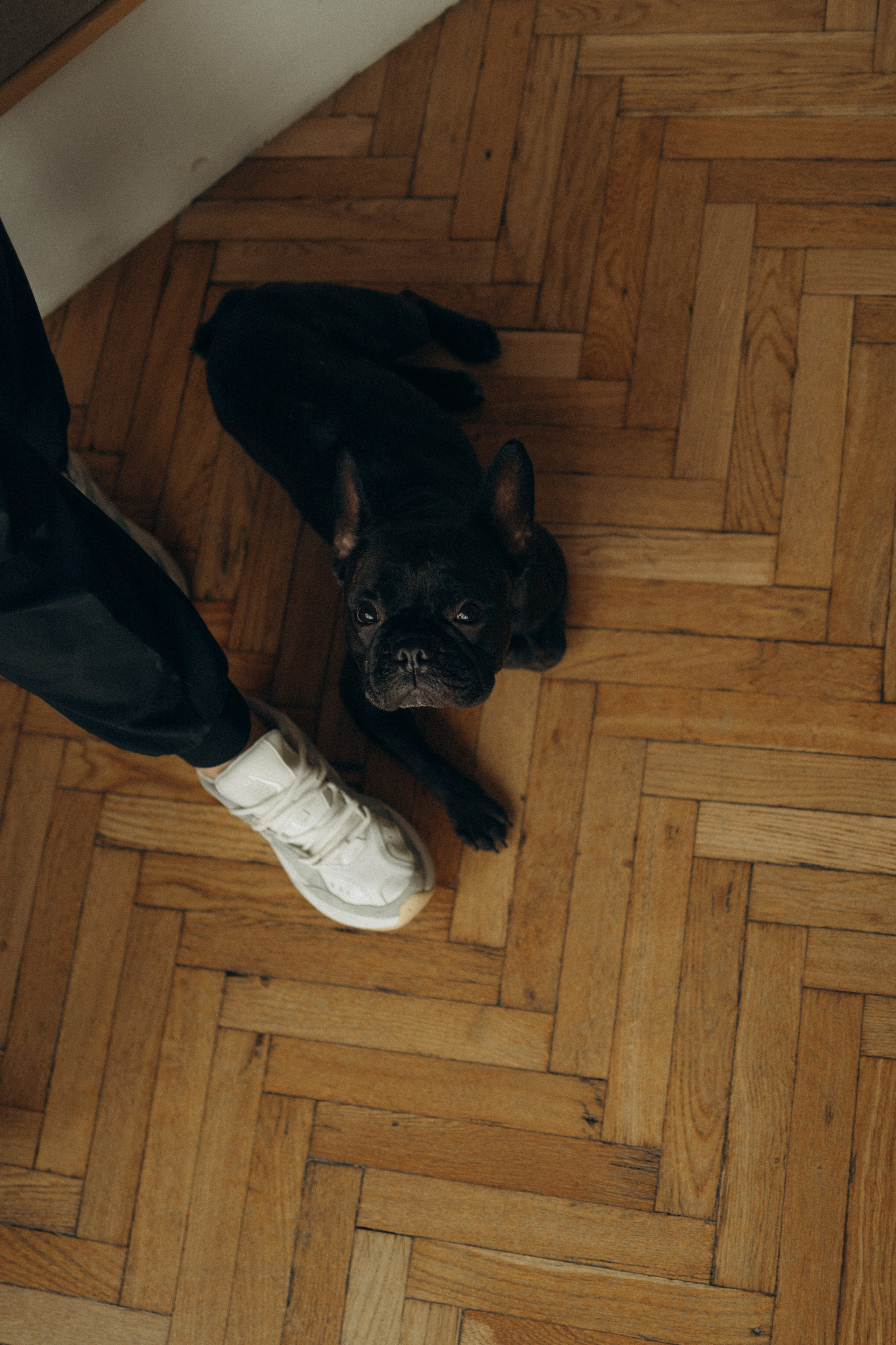 Алина и Луи. Фотораф — анималист Мария Шистка