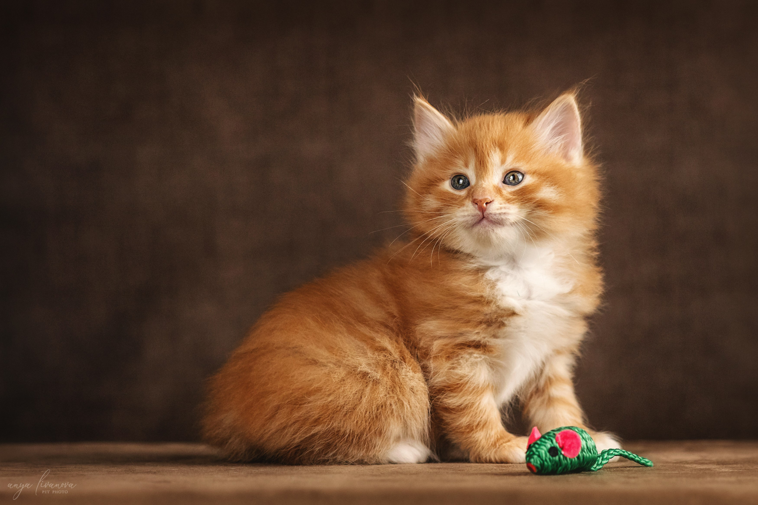 Курильские бобтейлы. Фотограф анималист Аня Ливанова | Рыбинск