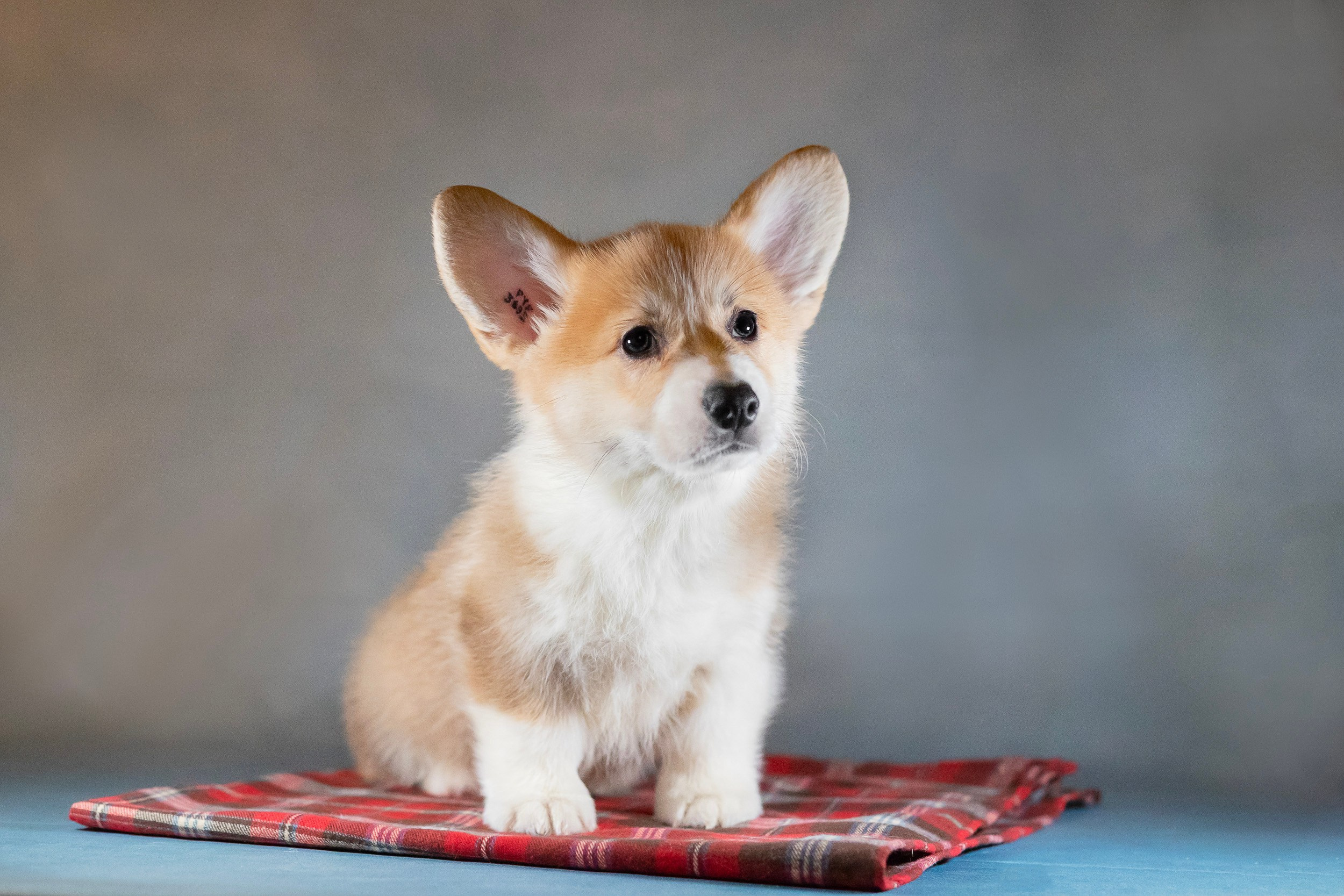 Вельш Корги Пемброк. Фотограф анималист, семейный фотограф, фотограф собак Комратова Мария. г. Москва