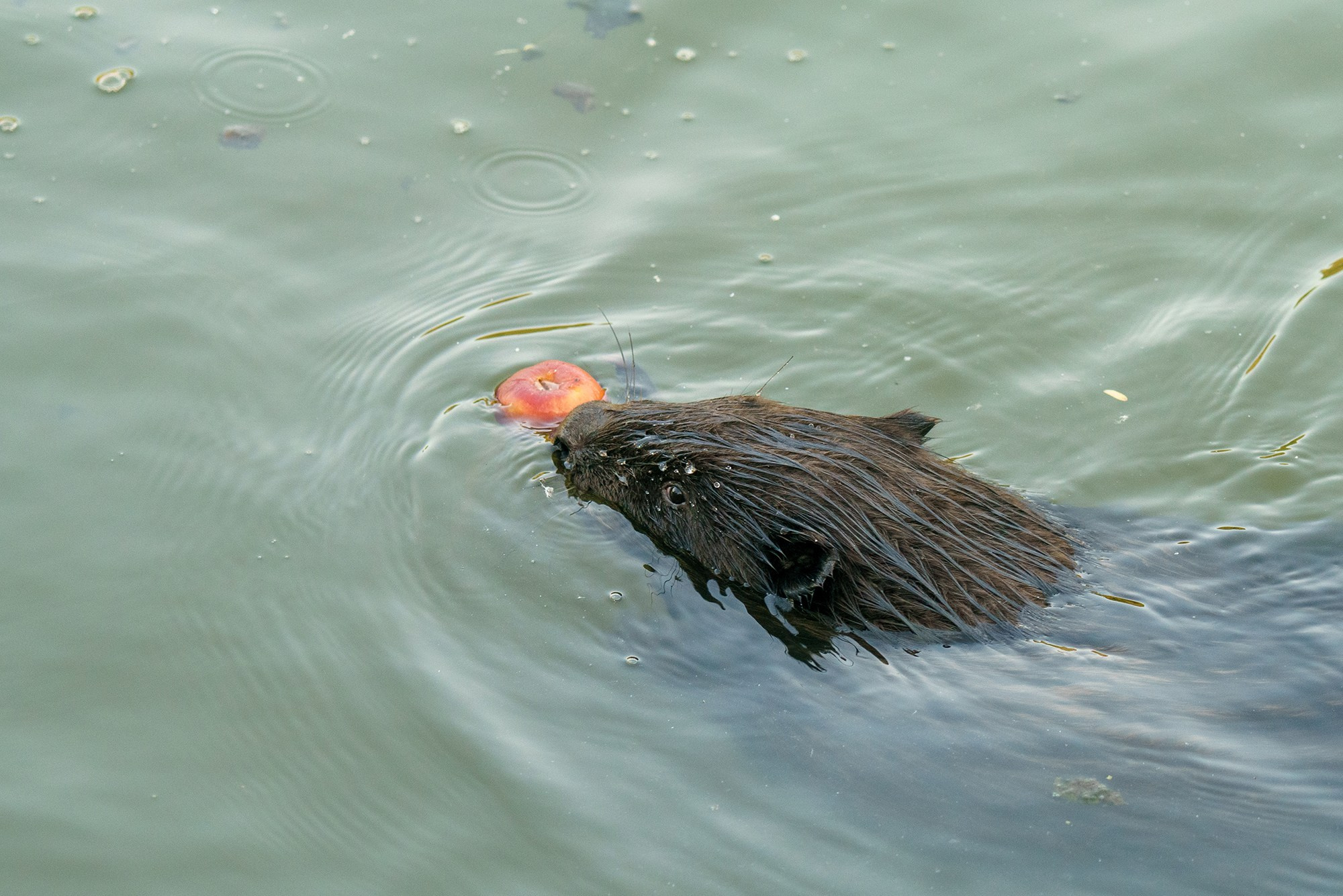 Животные. Ваш личный фотограф Марина Волкова