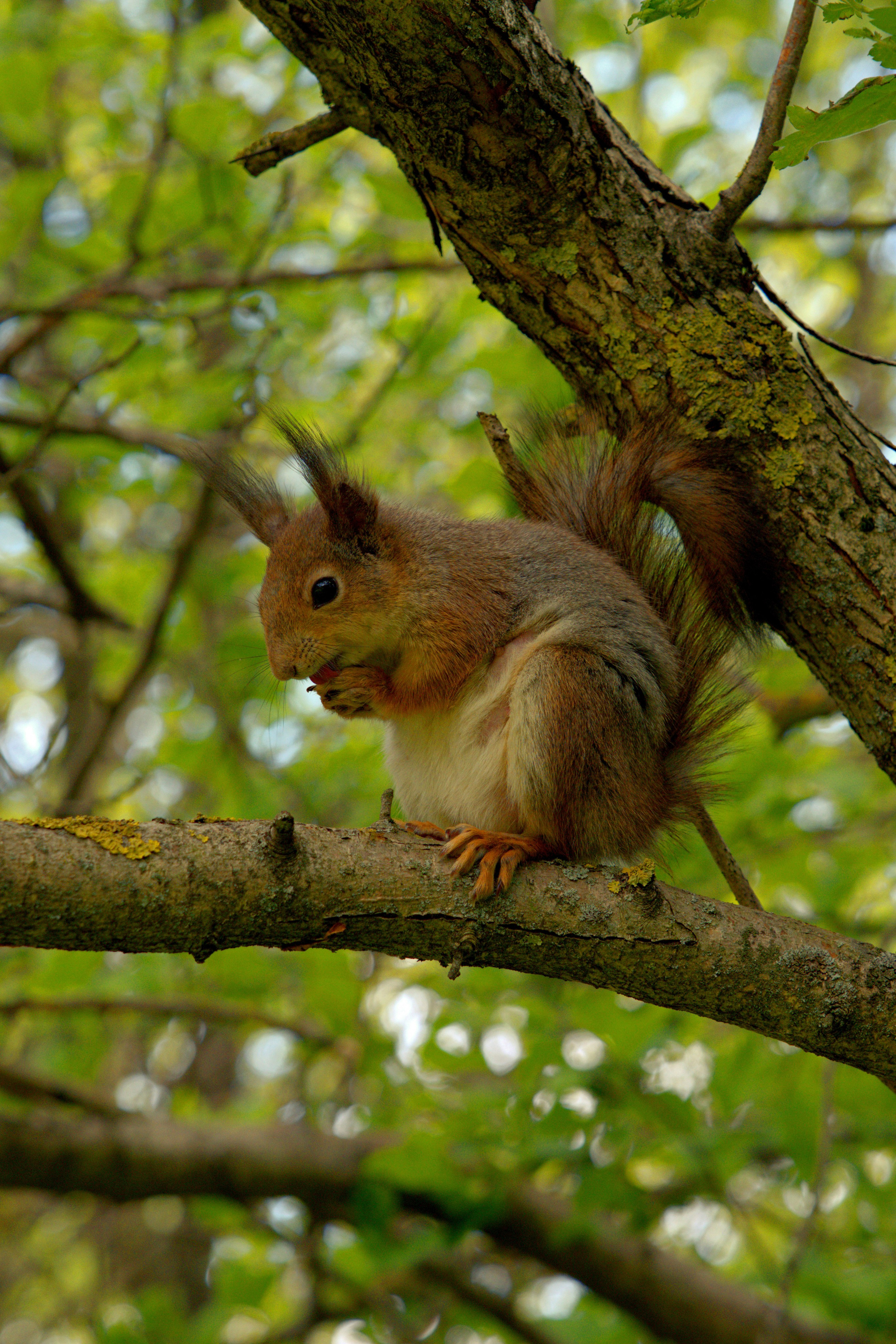 Музей-Заповедник «Царицыно» | 2025. GLAR
