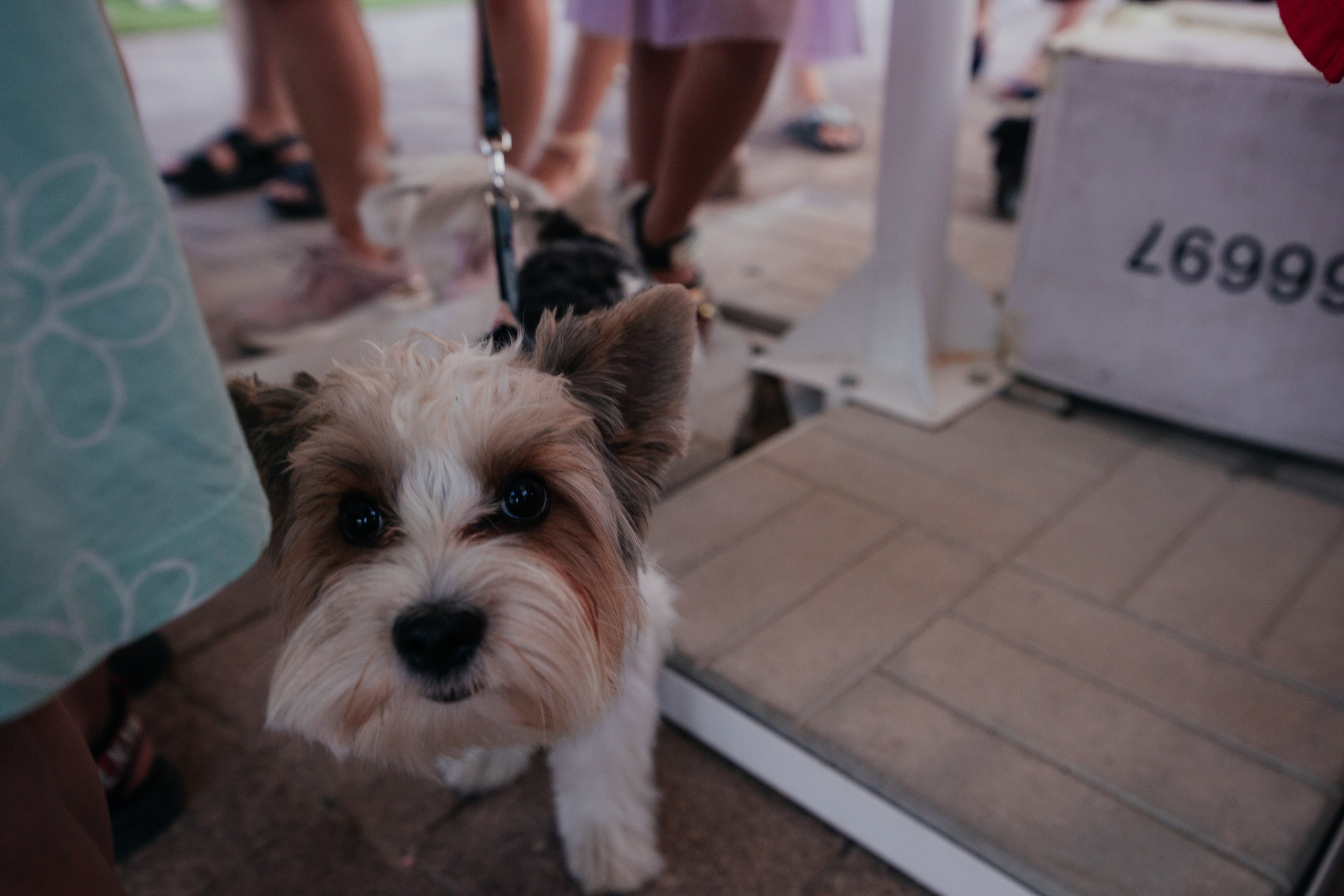 Пятерочка детский праздник. Фотограф Крохин Олег
