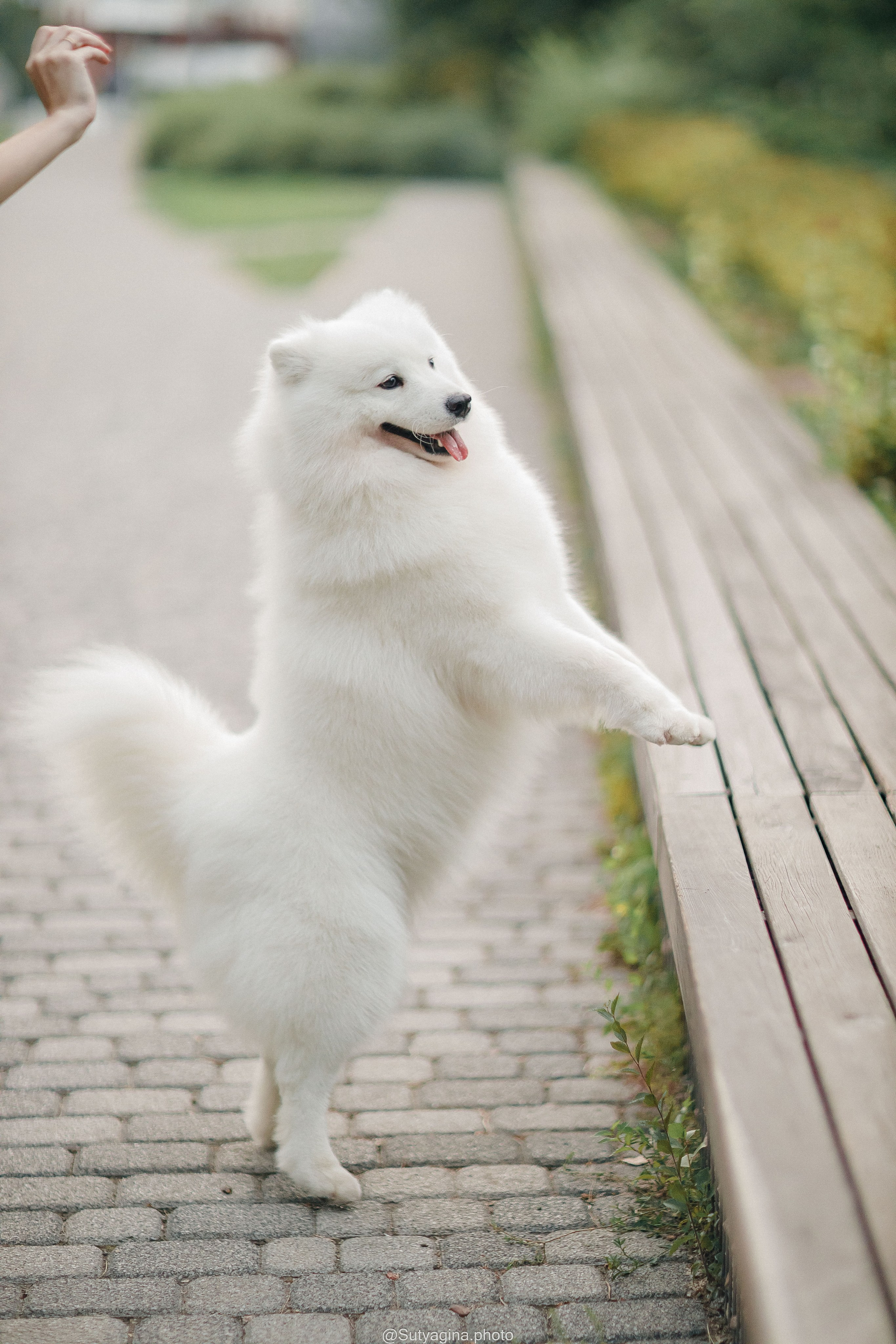 Самоед Рея. Свадебный и женский фотограф
