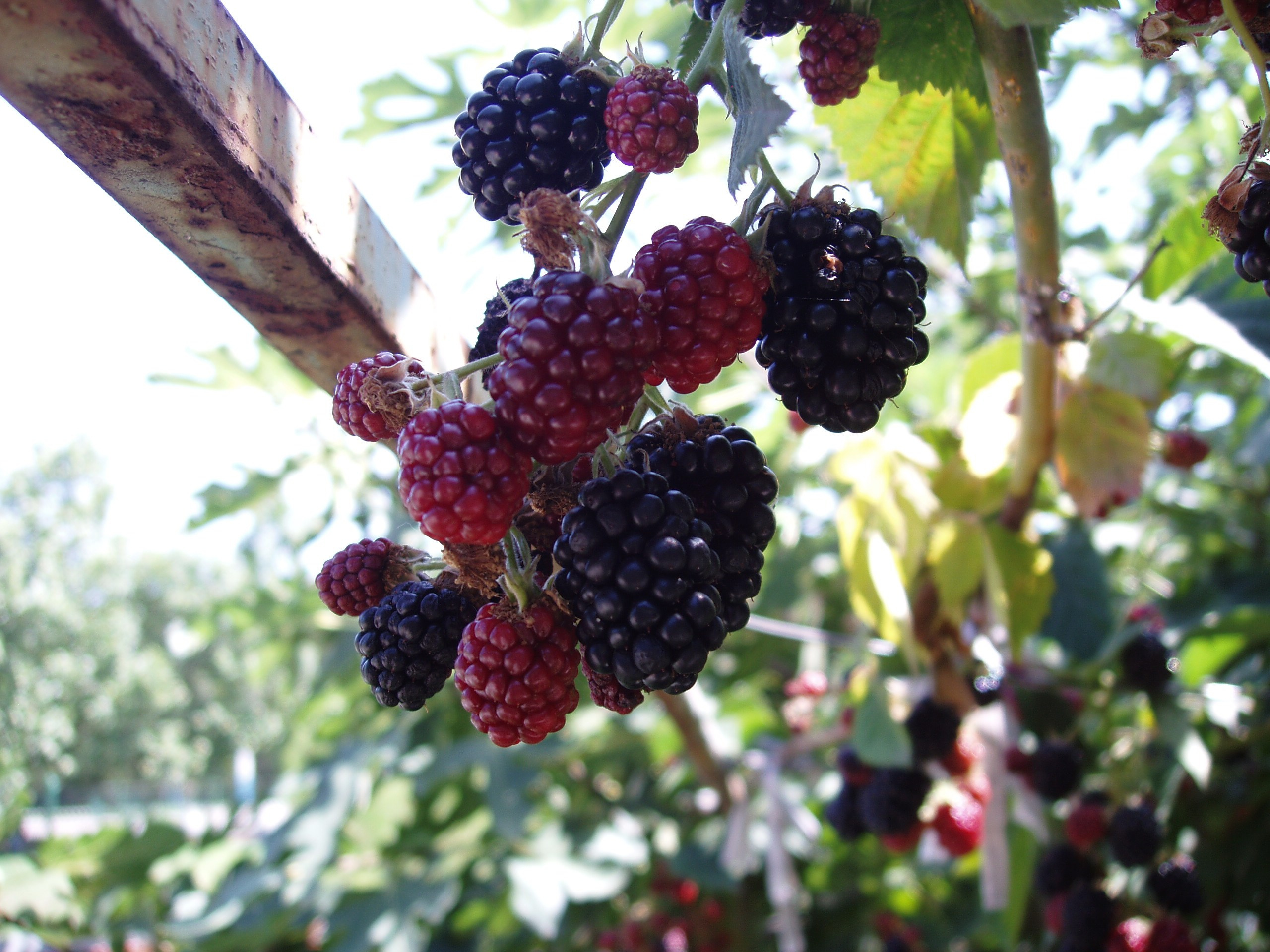 Отпуск 20.07-17.08. Семейный, Свадебный фотограф СПБ Питер— Романова Екатерина