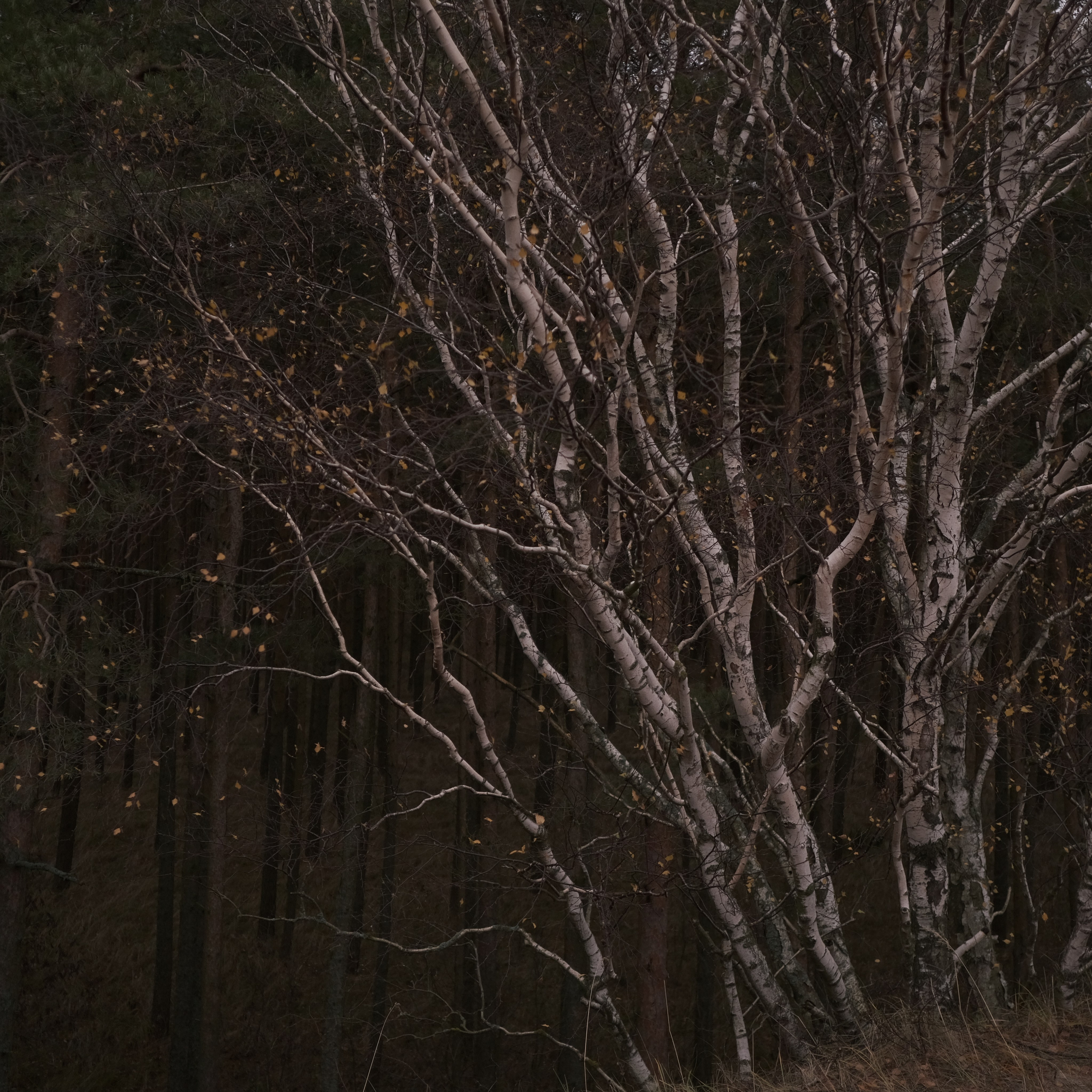 Калининград. LIYALEE PHOTO