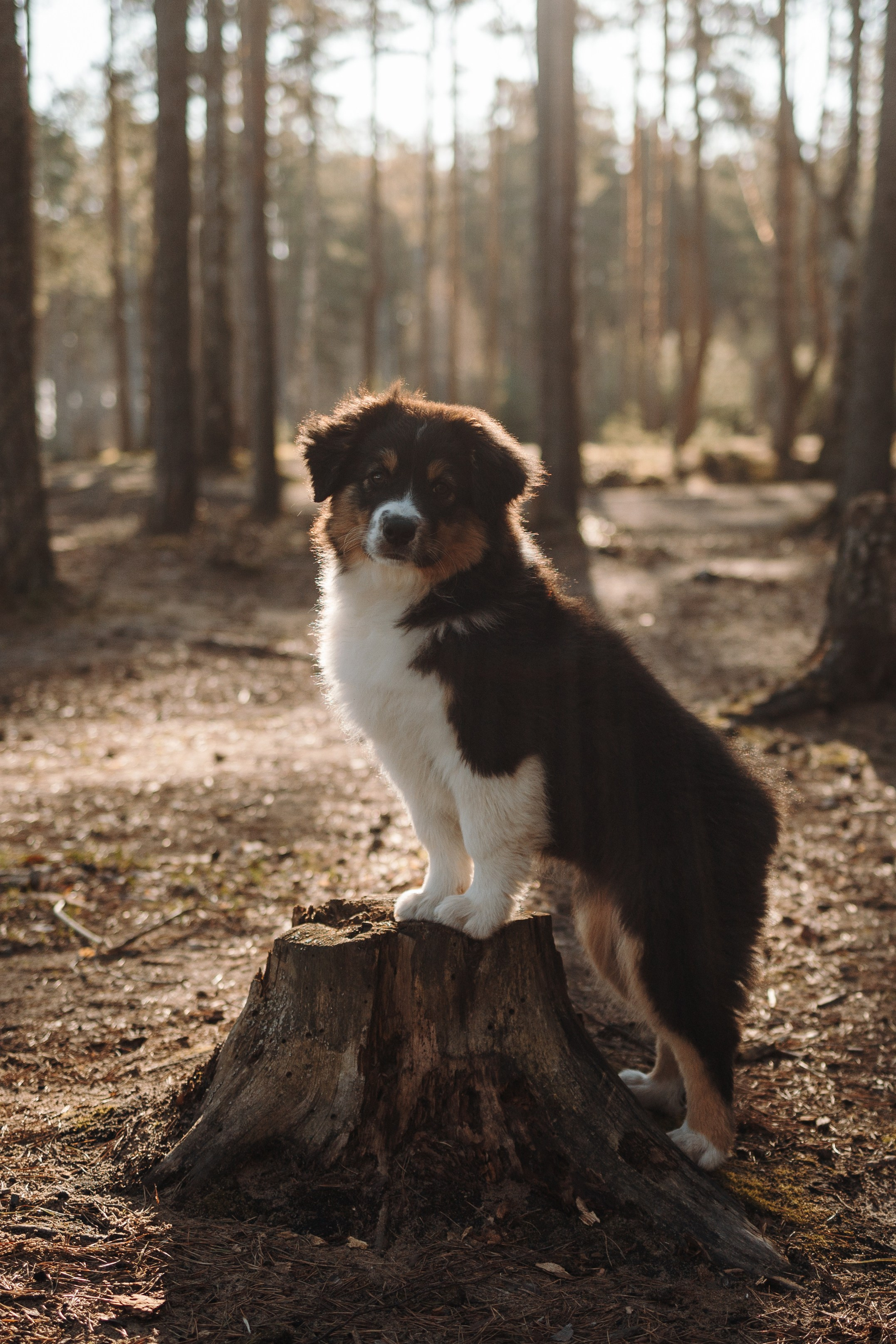 Ира и Шмель. Фотограф — Анималист | Санкт-Петербург